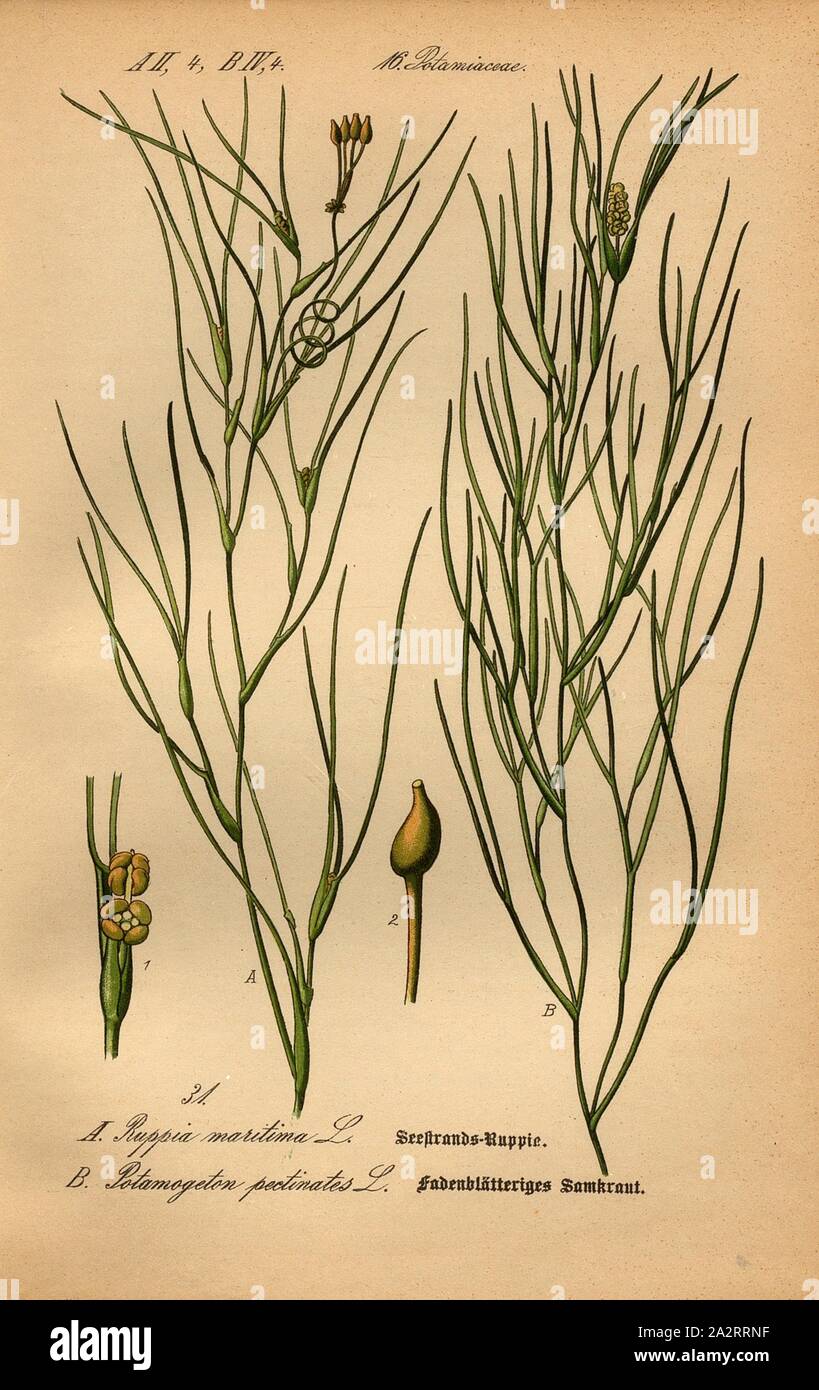 Seestrands ruppie and filamentous pondweed, A: Ruppia maritima L. - Seestrands-Ruppie, Strand-Salde, B: Potamogeton pectinatus L. - Filefree Laichkraut, Crested Laichkraut or Crested Laichkraut, Family: 16. Potamiaceae - Seedweed Family, Taf., 31, after p. 74 (vol. 1), 1886, Otto Wilhelm Thomé: Prof. Dr. Thomé's Flora von Deutschland, Österreich und der Schweiz in Wort und Bild. Gera-Untermhaus: Verlag von Fr. Eugen Köhler, [1886 Stock Photo