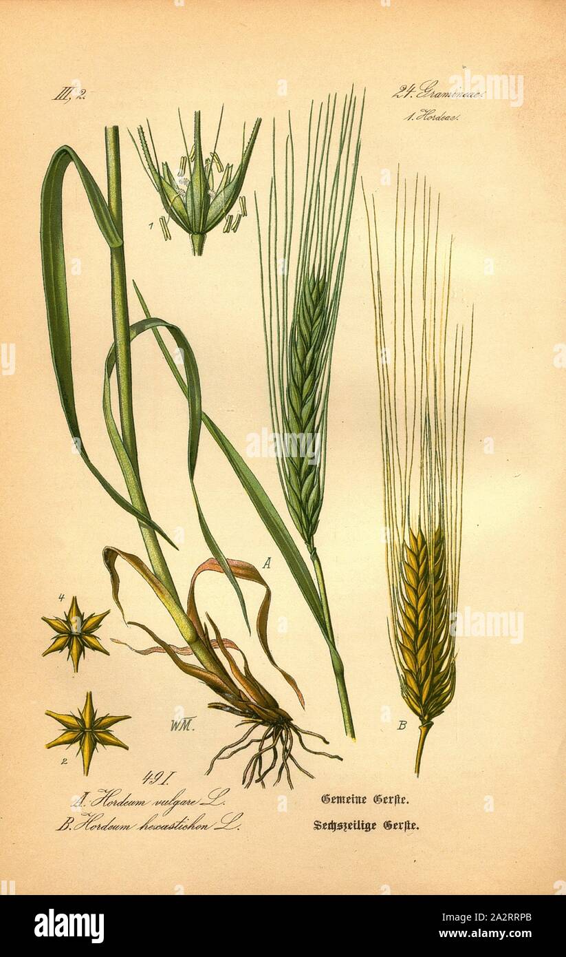 Common barley and six-row barley, A: Hordeum vulgare L. - Common Barley, B: Hordeum hexastichon L. - Six-Line Barley, Family: 24. Gramineae, 1. Hordeae - Grasses, Barley Grasses, Signed: WM, pl., 49 I, after p. 104 (vol. 1), Müller, W., 1886, Otto Wilhelm Thomé: Prof. Dr. Thomé's Flora von Deutschland, Österreich und der Schweiz in Wort und Bild. Gera-Untermhaus: Verlag von Fr. Eugen Köhler, [1886 Stock Photo