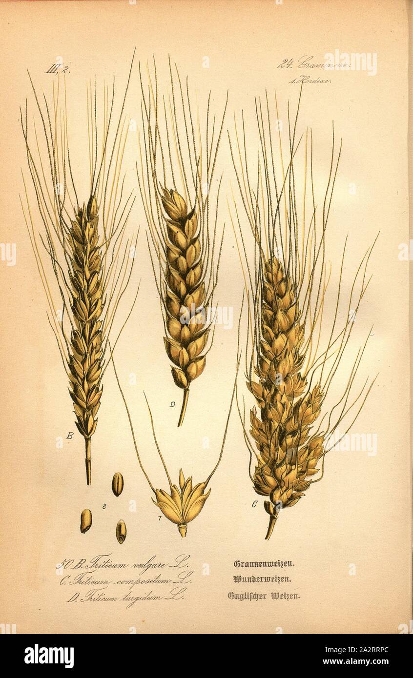 Grannen Wheat, Wheat Wheat and English Wheat, B: Triticum vulgare L. - Green Wheat, C: Triticum compositum L. - Wheat Wheat or Common Wheat, D: Triticum turgidum L. - Wheat or Wheat Wheat, Family: 24. Gramineae, 1. Hordeae - Grasses, Barley Grasses, pl. 50, after p. 106 (vol. 1), 1886, Otto Wilhelm Thomé: Prof. Dr. Thomé's Flora von Deutschland, Österreich und der Schweiz in Wort und Bild. Gera-Untermhaus: Verlag von Fr. Eugen Köhler, [1886 Stock Photo