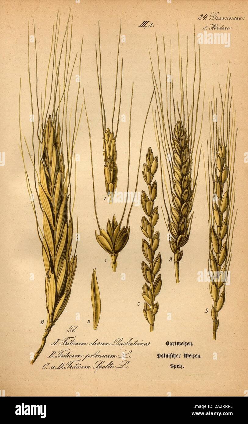 Bearded wheat, Polish wheat and spelled, A: Triticum durum Desfontaines., - Bearded Wheat, B: Triticum polonicum L. - Polish Wheat, C and D: Triticum Spelta L. - Spelled, Spelled, Family: 24. Gramineae, 1. Hordeae - Grasses, Barley Grasses, Plate 51, to p. 108 (vol. 1), 1886, Otto Wilhelm Thomé: Prof. Dr. Thomé's Flora von Deutschland, Österreich und der Schweiz in Wort und Bild. Gera-Untermhaus: Verlag von Fr. Eugen Köhler, [1886 Stock Photo