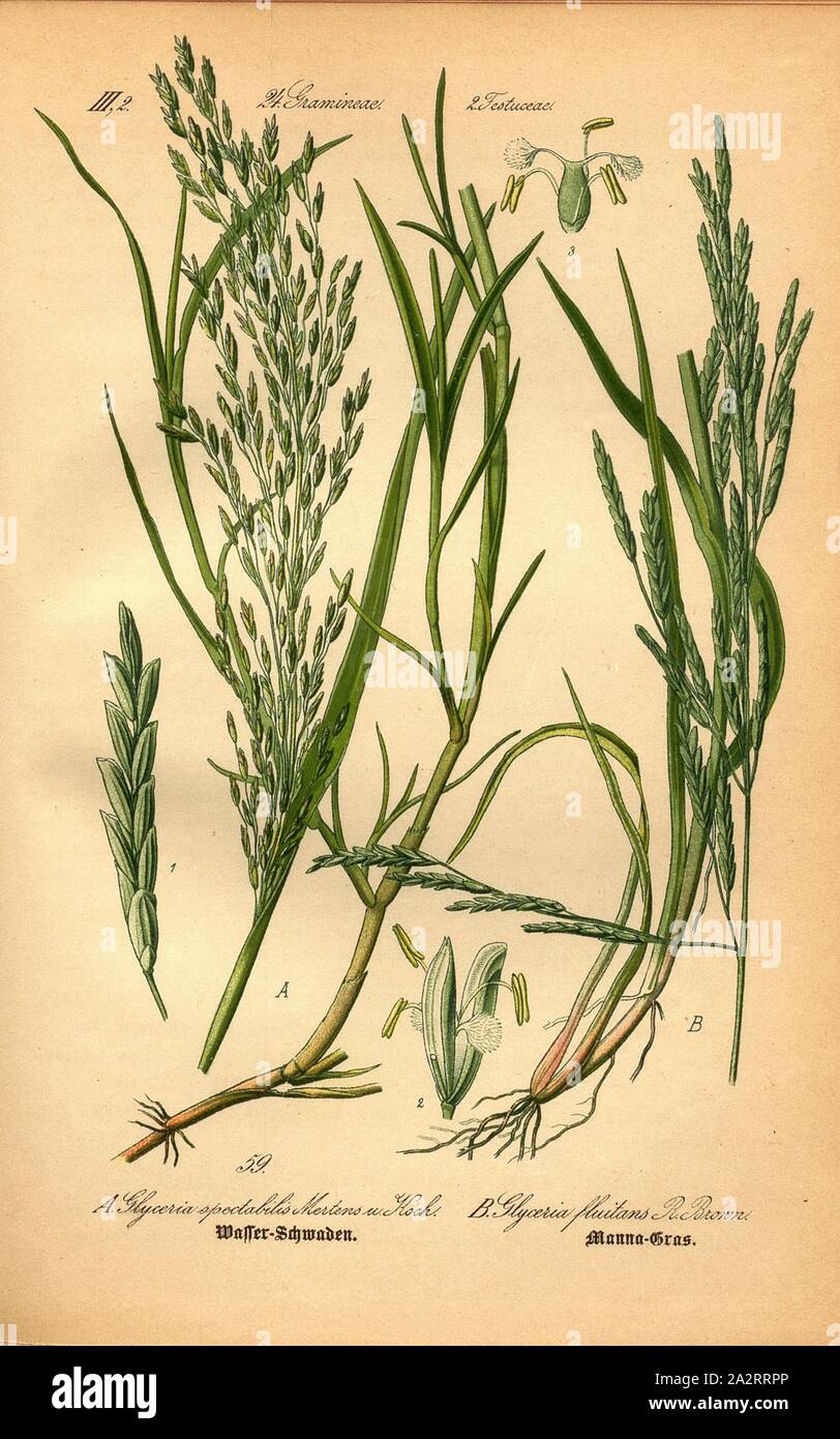 Water swaths and manna grass, A: Glyceria spectabilis Mertens and Koch - Water Swaths, B: Glyceria fluitans R. Brown - Mannagras, Floating Grasses, Family: 24. Gramineae, 2. Festucaceae Grasses, Fescue Grasses, Date Estimate, Plate 59, to p. 132 (vol. 1), 1886, Otto Wilhelm Thomé: Prof. Dr. Thomé's Flora von Deutschland, Österreich und der Schweiz in Wort und Bild. Gera-Untermhaus: Verlag von Fr. Eugen Köhler, [1886 Stock Photo