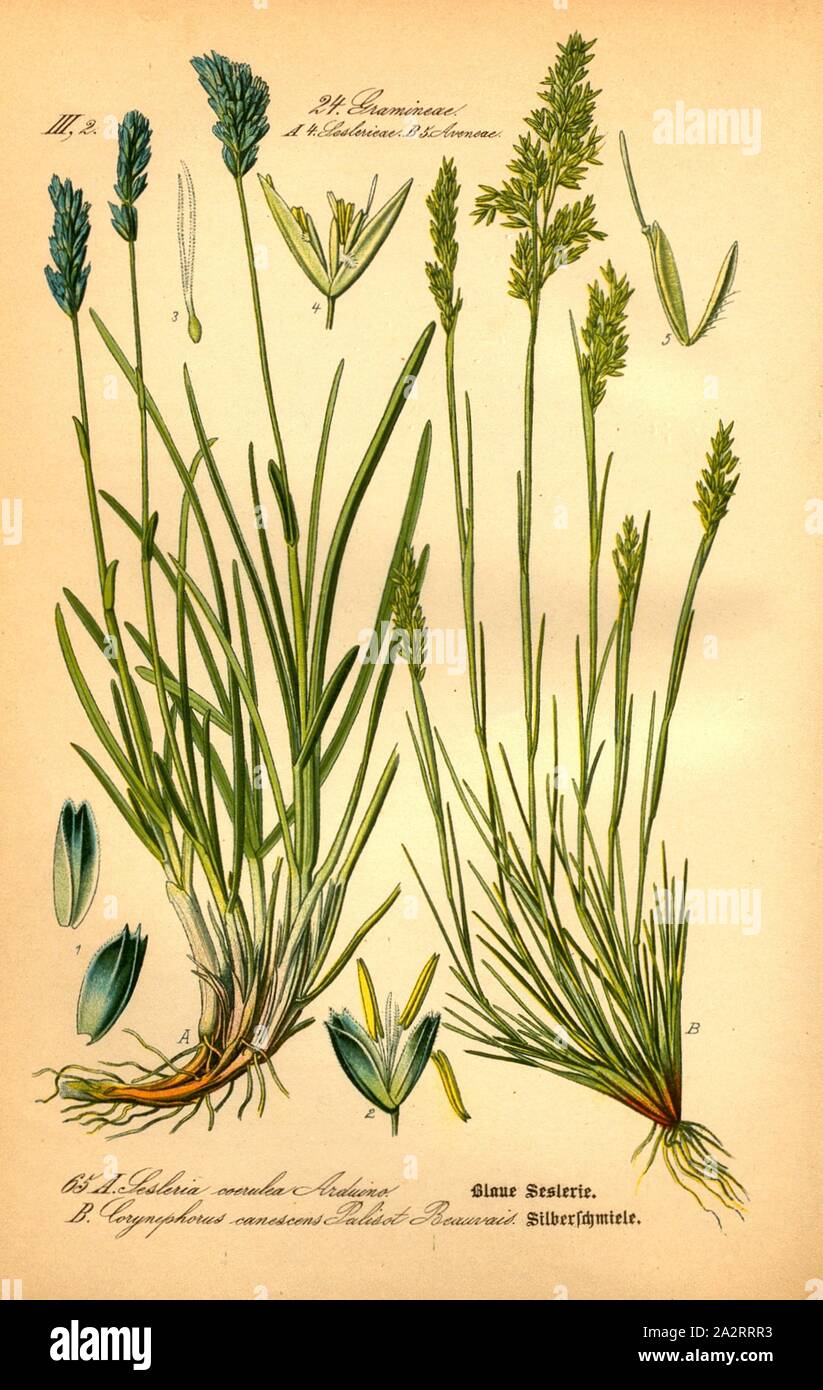 Blue seslerie and silversmith, A: Sesleria caerulea Arduino - Blue sesleria or lime-blue-grass, B: Corynephorus canescens - Gray cuddly bearer, silvergrass or silversmith, Family: 24. Gramineae, 4. Seslerieae (A), 5. Aveneae (B) -, Grasses, Sesleria, oat grasses, plate 65, after p. 142 (Bd. 1), 1886, Otto Wilhelm Thomé: Prof. Dr. Thomé's Flora von Deutschland, Österreich und der Schweiz in Wort und Bild. Gera-Untermhaus: Verlag von Fr. Eugen Köhler, [1886 Stock Photo