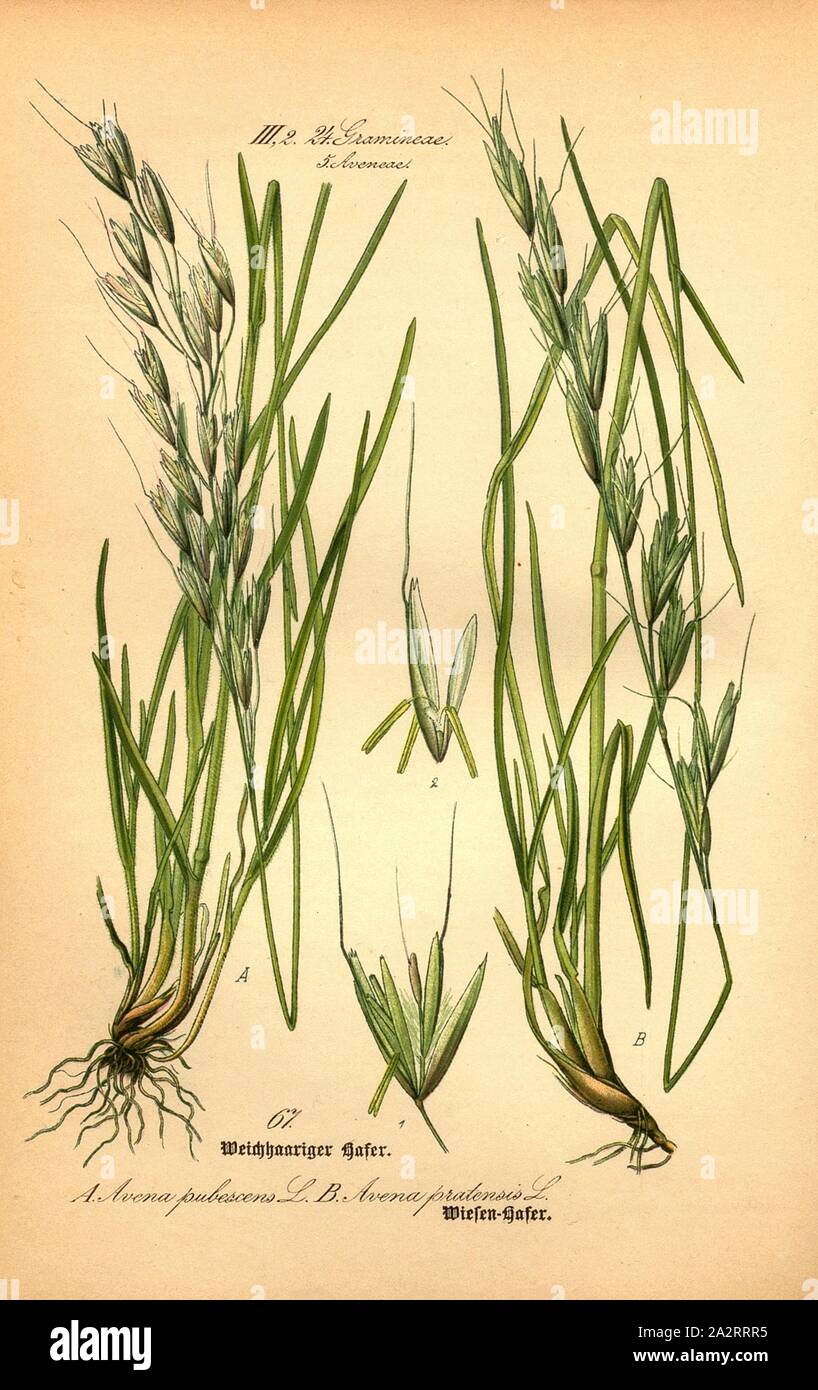 Soft-haired oats and meadow oats, A: Avena pubescens L. - Soft-haired oat or downy meadow oat, B: Avena pratensis L. - Meadow oat, Family: 24. Gramineae, 5. Aveneae - grasses, oat grasses, pl. 67, according to S, 148 (vol. 1), 1886, Otto Wilhelm Thomé: Prof. Dr. Thomé's Flora von Deutschland, Österreich und der Schweiz in Wort und Bild. Gera-Untermhaus: Verlag von Fr. Eugen Köhler, [1886 Stock Photo