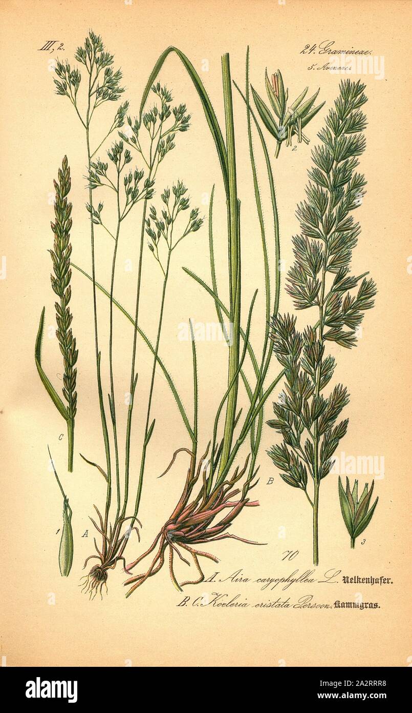 Carnation grass and combgrass, A: Aira caryophyllea L. - Clove oatmeal or clove oatmeal, B and C: Koeleria cristata Persoon - Common crested midge or crested corpuscle, Family: 24. Gramineae, 5. Aveneae - Grasses, oat grasses, pl. 70, to p. 156 (vol. 1), 1886, Otto Wilhelm Thomé: Prof. Dr. Thomé's Flora von Deutschland, Österreich und der Schweiz in Wort und Bild. Gera-Untermhaus: Verlag von Fr. Eugen Köhler, [1886 Stock Photo
