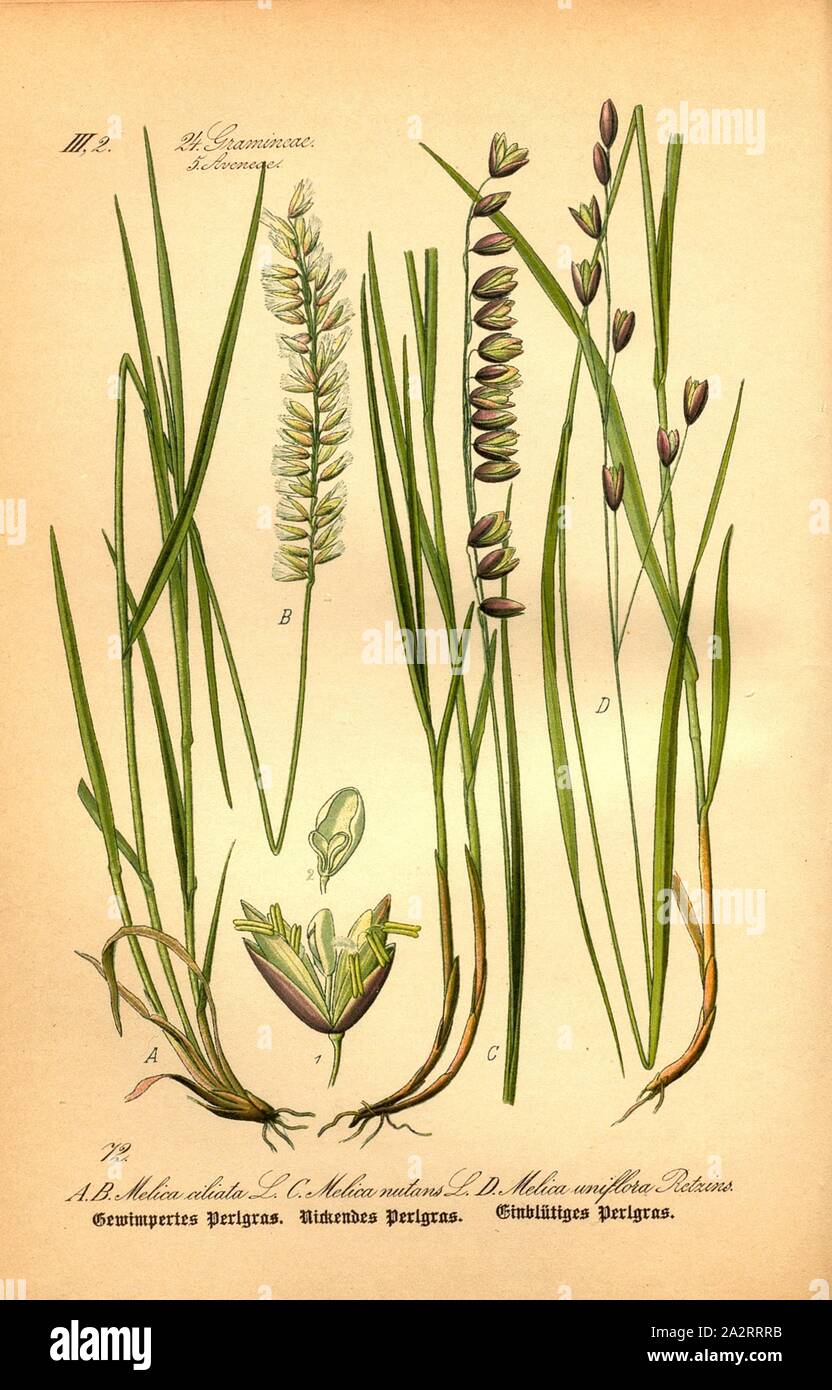 Melica uniflora retzius monarch perl grass hi-res stock photography and ...