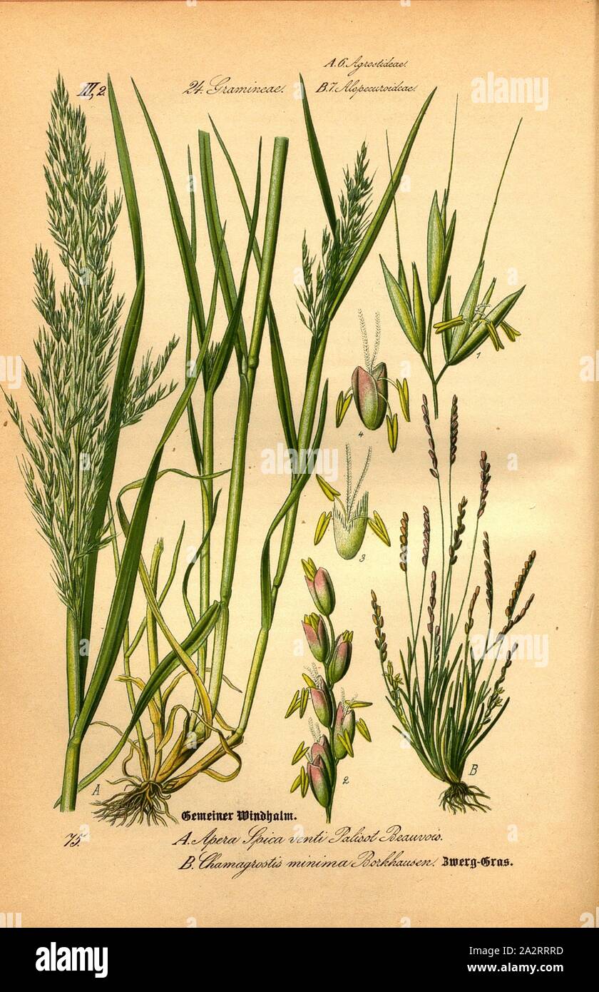 Common hawthorn and dwarf grass, A: Apera Spica venti Palisot de Beauvais - Common Windvane or Fieldhipped Straw, B: Chamagrostis minima Borkhausen - Reddish Dwarf Grass, Family: 24. Gramineae, 6. Agrostideae (A), 7. Alopecuroideae (B) - Grasses, Windwheat Grasses, Foxtail grasses, pl. 75, after p. 166 (vol. 1), 1886, Otto Wilhelm Thomé: Prof. Dr. Thomé's Flora von Deutschland, Österreich und der Schweiz in Wort und Bild. Gera-Untermhaus: Verlag von Fr. Eugen Köhler, [1886 Stock Photo