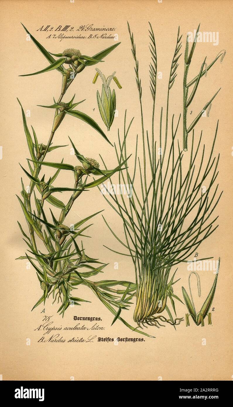 Thorn grass and stiff bristle grass, A: Crypsis aculeata Aiton - Spiny Thorn Grass, B: Nardus stricta L. - Stiff Bristle Grass, Family: 24. Gramineae, 7. Alopecuroideae (A), 8. Nardeae (B) - Grasses, Foxtail Grasses, Spikenard, Plate 78, after p. 172 (vol. 1), 1886, Otto Wilhelm Thomé: Prof. Dr. Thomé's Flora von Deutschland, Österreich und der Schweiz in Wort und Bild. Gera-Untermhaus: Verlag von Fr. Eugen Köhler, [1886 Stock Photo