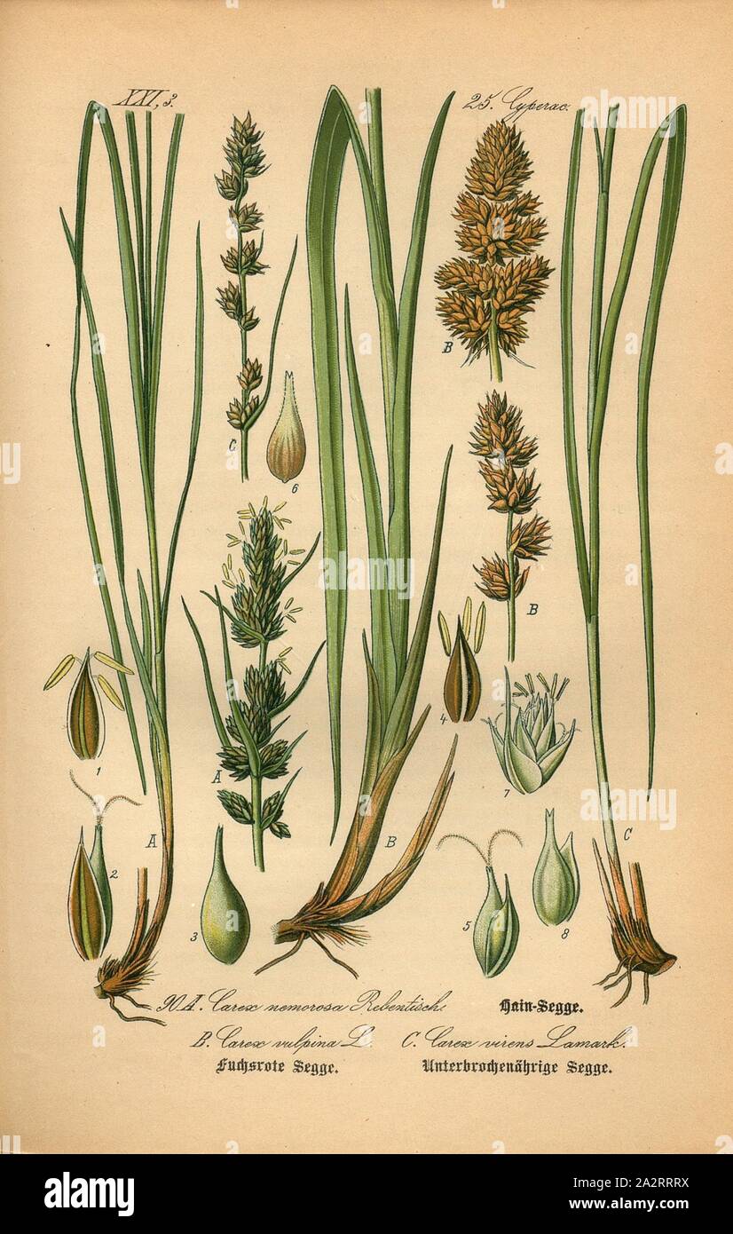 Hain-Segge, Fuchsrote Segge and Unterbrochenährige Segge, A: Carex nemorosa vine table - Hain-sedge or Otruba's sedge, B: Carex vulpina L. - Fox-red sedge or fox-sedge, C: Carex virens Lamark - Sub-mature sedge or Gürünährige sedge, Family: 25. Cyperaceae - Ried grasses, pl. 90, after p. 204 (vol. 1), 1886, Otto Wilhelm Thomé: Prof. Dr. Thomé's Flora von Deutschland, Österreich und der Schweiz in Wort und Bild. Gera-Untermhaus: Verlag von Fr. Eugen Köhler, [1886 Stock Photo