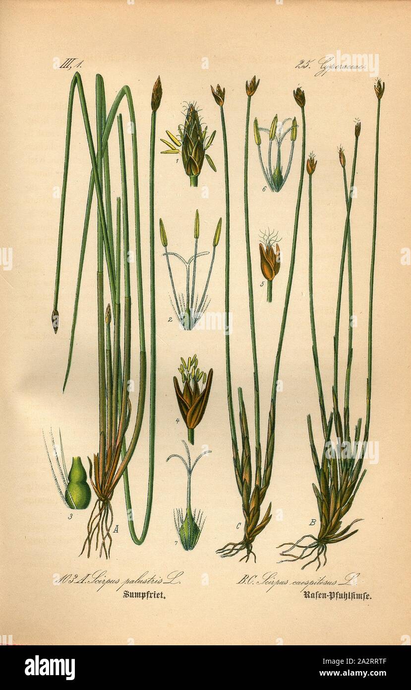 Sumpfriet and Rasen-Pfuhlsimse, A: Scirpus palustris L. - marsh-eaves, marshland or moor-reed, B and C: Scirpus caespitosus L. - grass-eaves, family: 25. Cyperaceae - reed grasses, pl. 103, after p, (Vol. 1), 1886, Otto Wilhelm Thomé: Prof. Dr. Thomé's Flora von Deutschland, Österreich und der Schweiz in Wort und Bild. Gera-Untermhaus: Verlag von Fr. Eugen Köhler, [1886 Stock Photo