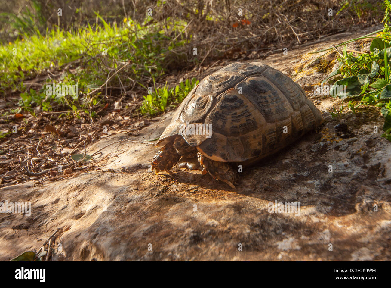 Greek tortoise (Testudo graeca) צב יבשה מצוי Stock Photo