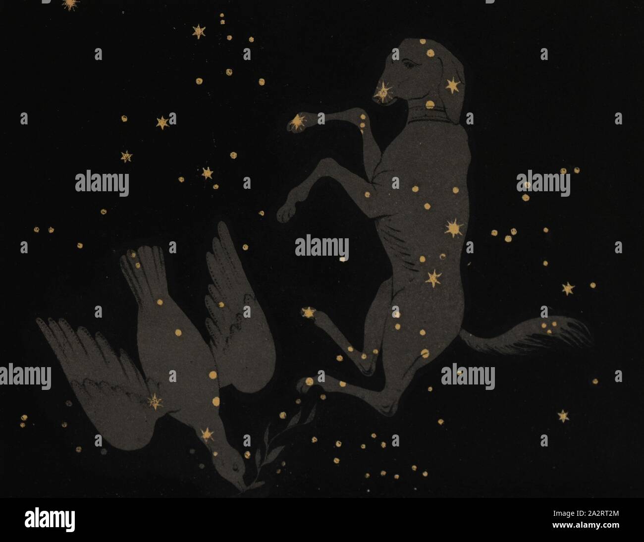 Big dog constellation hires stock photography and images Alamy