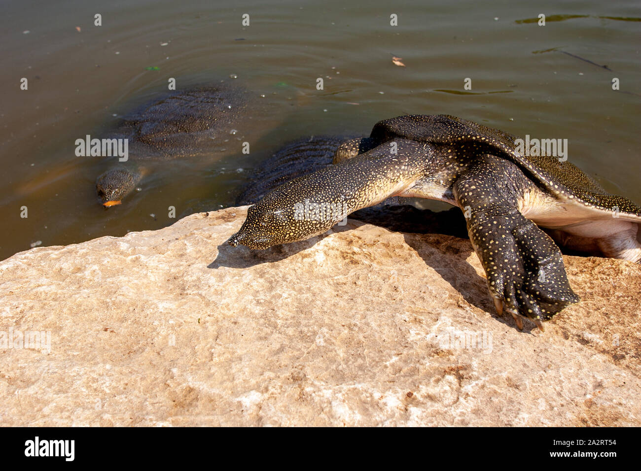 African softshell turtle (Trionyx triunguis) צב רך מצוי Stock Photo