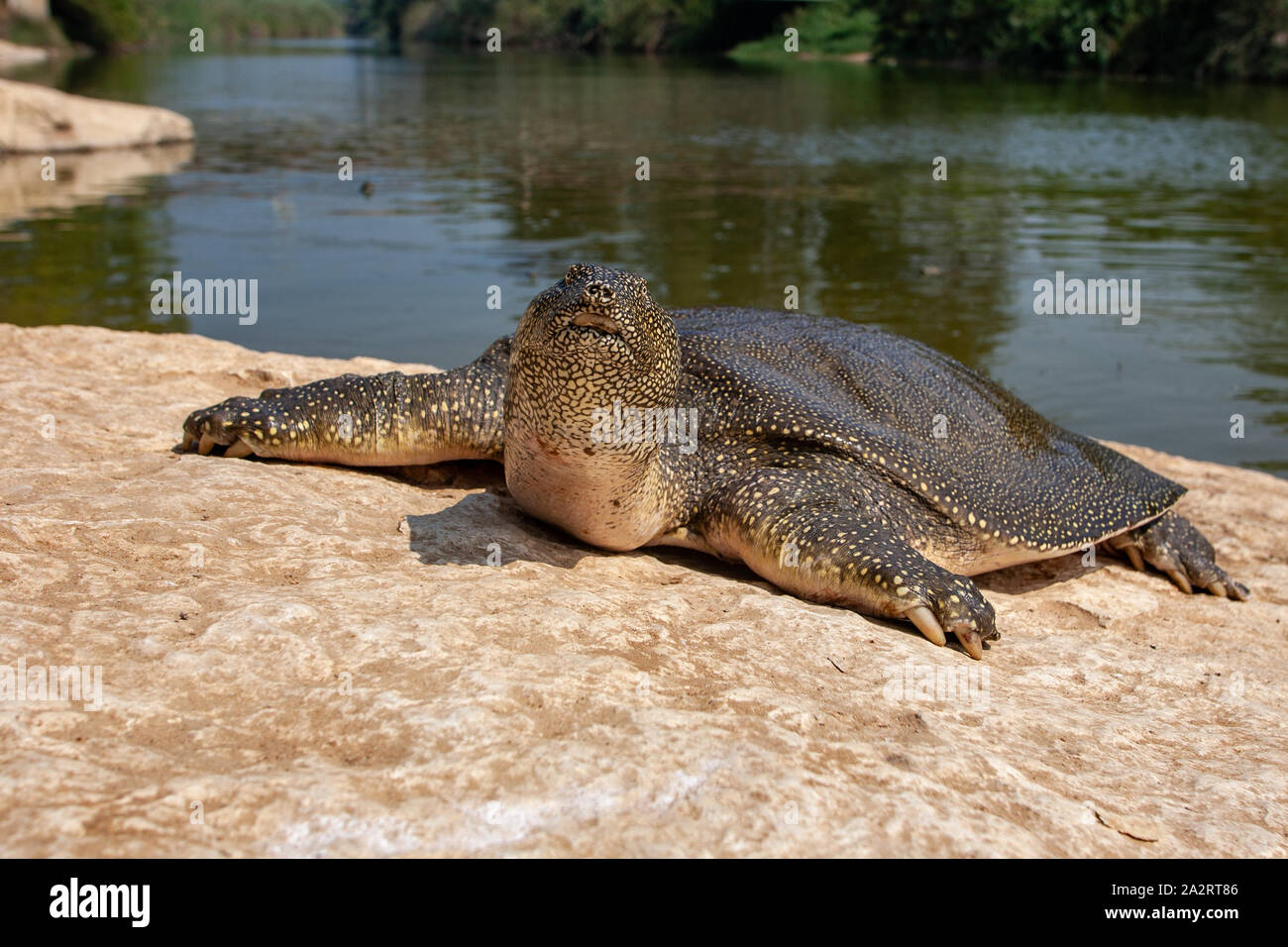 African softshell turtle (Trionyx triunguis) צב רך מצוי Stock Photo