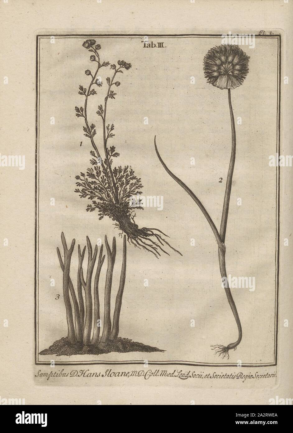 Representation of different alpine plants 1, Preparation of Various Alpine Plants: Absinthium seriphium montanum candidum (Fig. 1), Allium montanum sphaerocephalon purpureum (Fig. 2), Coralloides flava (Fig. 3), Table 3 (Iter 1), p, 1723, Johann Jakob Scheuchzer: Ouresiphoites Helveticus, sive, itinera per Helvetiae alpinas regiones facta annis MDCCII, MDCIII, MDCCIV, MDCCV, MDCCVI, MDCCVII, MDCCIX, MDCCX, MDCCXI (...). Lugduni Batavorum [Leiden]: typis ac sumptibus Petri van der Aa, MDCCXXIII [1723 Stock Photo