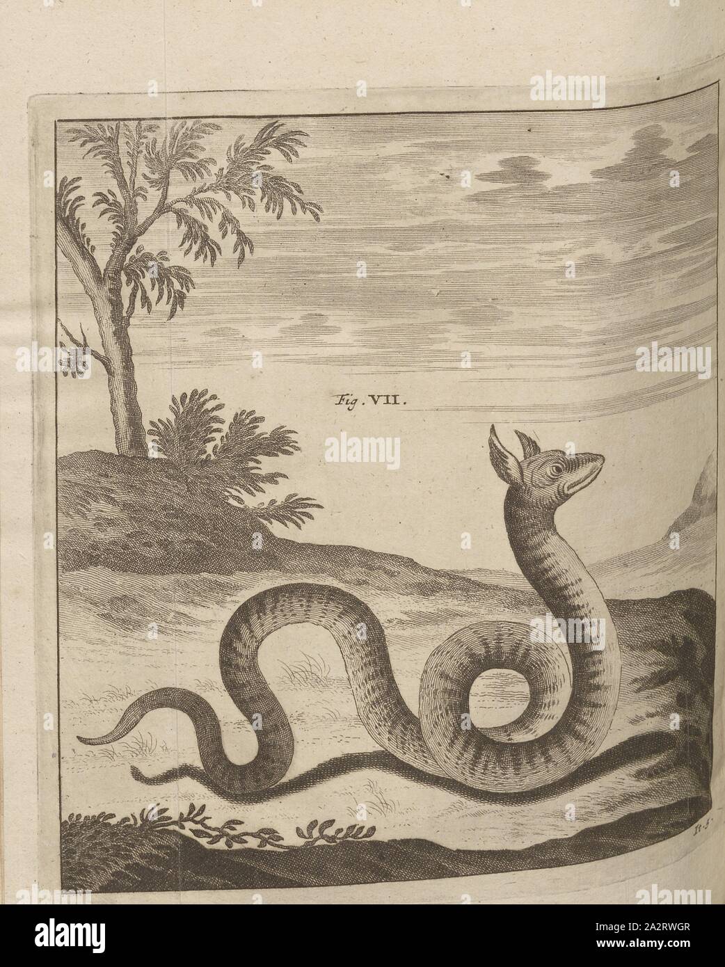 Dragon 7, Dragon with Serpent Body, FIg., 7, after p. 388, 1723, Johann Jakob Scheuchzer: Ouresiphoites Helveticus, sive, itinera per Helvetiae alpinas regiones facta annis MDCCII, MDCIII, MDCCIV, MDCCV, MDCCVI, MDCCVII, MDCCIX, MDCCX, MDCCXI (...). Lugduni Batavorum [Leiden]: typis ac sumptibus Petri van der Aa, MDCCXXIII [1723 Stock Photo