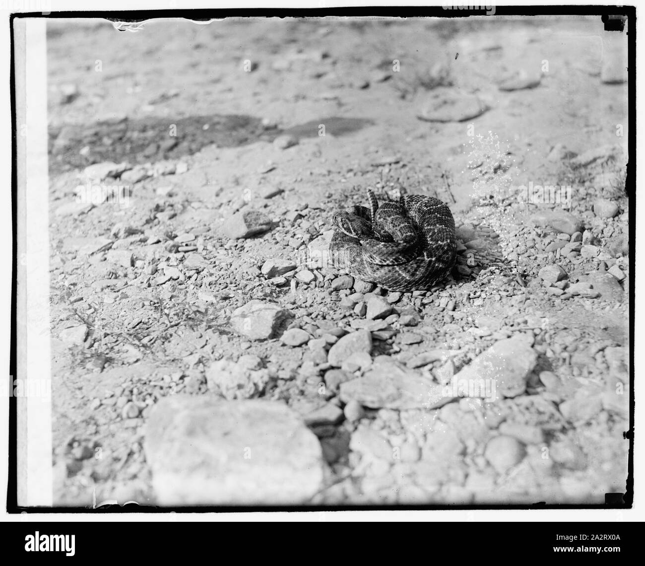 Snake Black Rattle Snake for tail Black and White Stock Photos & Images - Alamy