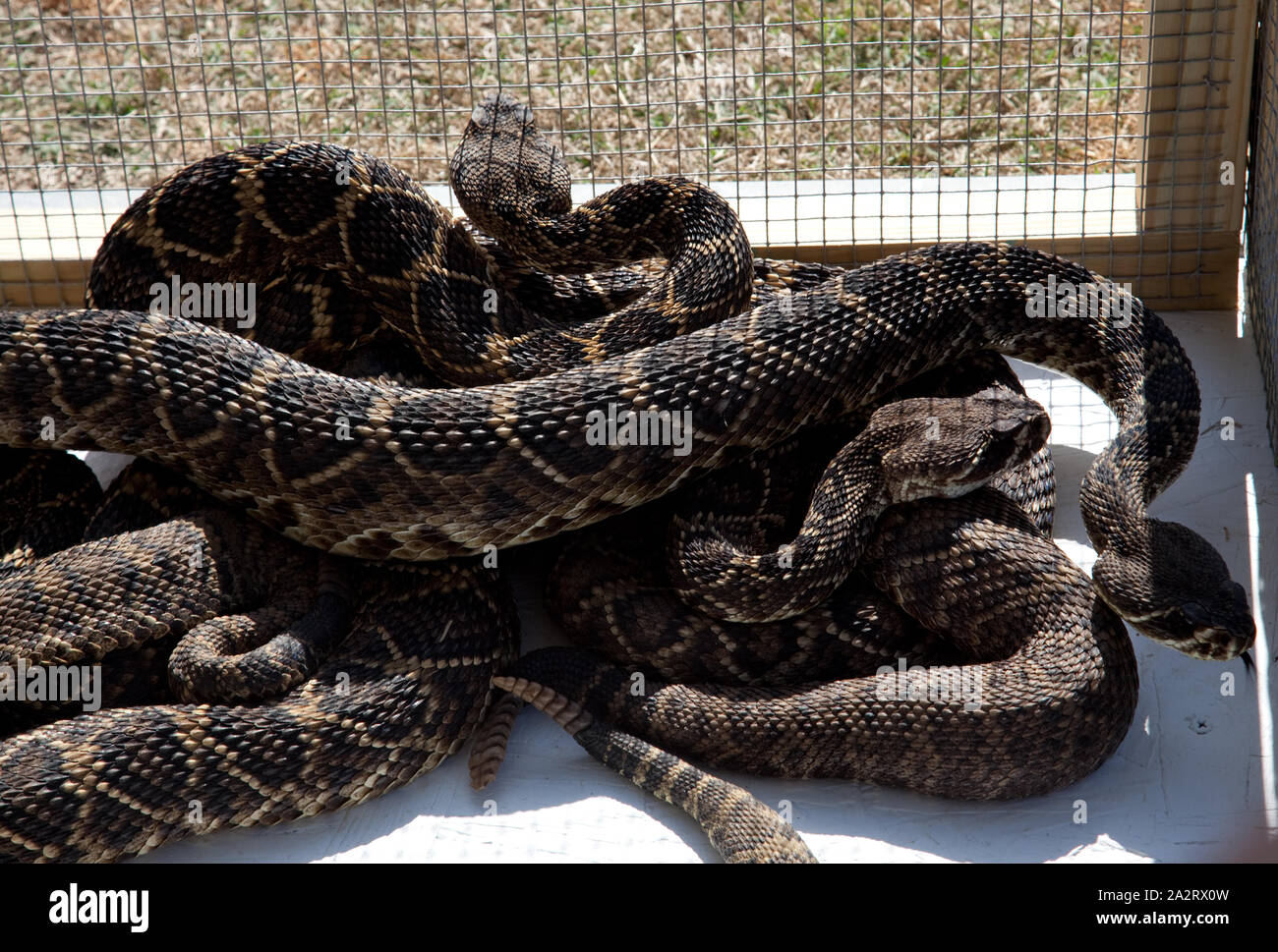 Rattlesnake rodeo hires stock photography and images Alamy