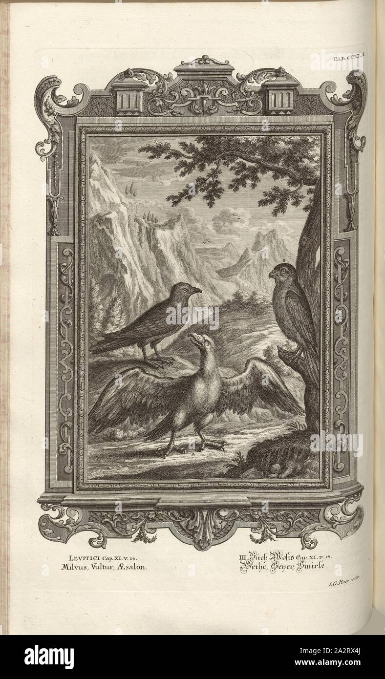 Milvus, Vultur, Aesalon, Parallel title: Consecration, Geyer, Smirle, Signed: J. G. Pintz sculp, copperplate engraving, plate CCXLII (Vol. 2), Füssli, Johann Melchior; Pinz, Johann Georg (sculp.), 1731, Johann Jakob Scheuchzer: Kupfer-Bibel (...). Augspurg und Ulm: gedruckt bey Christian Ulrich Wagner, 1731-1735 Stock Photo