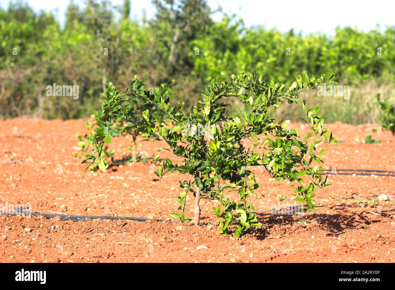 Orange tree seedling of a couple of years planted in the field in