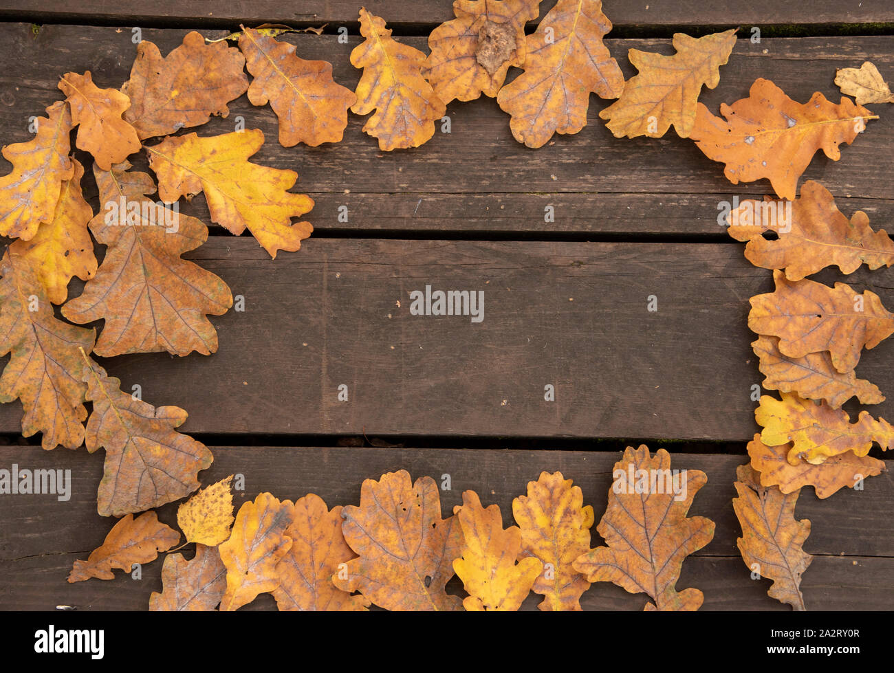 Collection dried oak leaves hi-res stock photography and images - Alamy