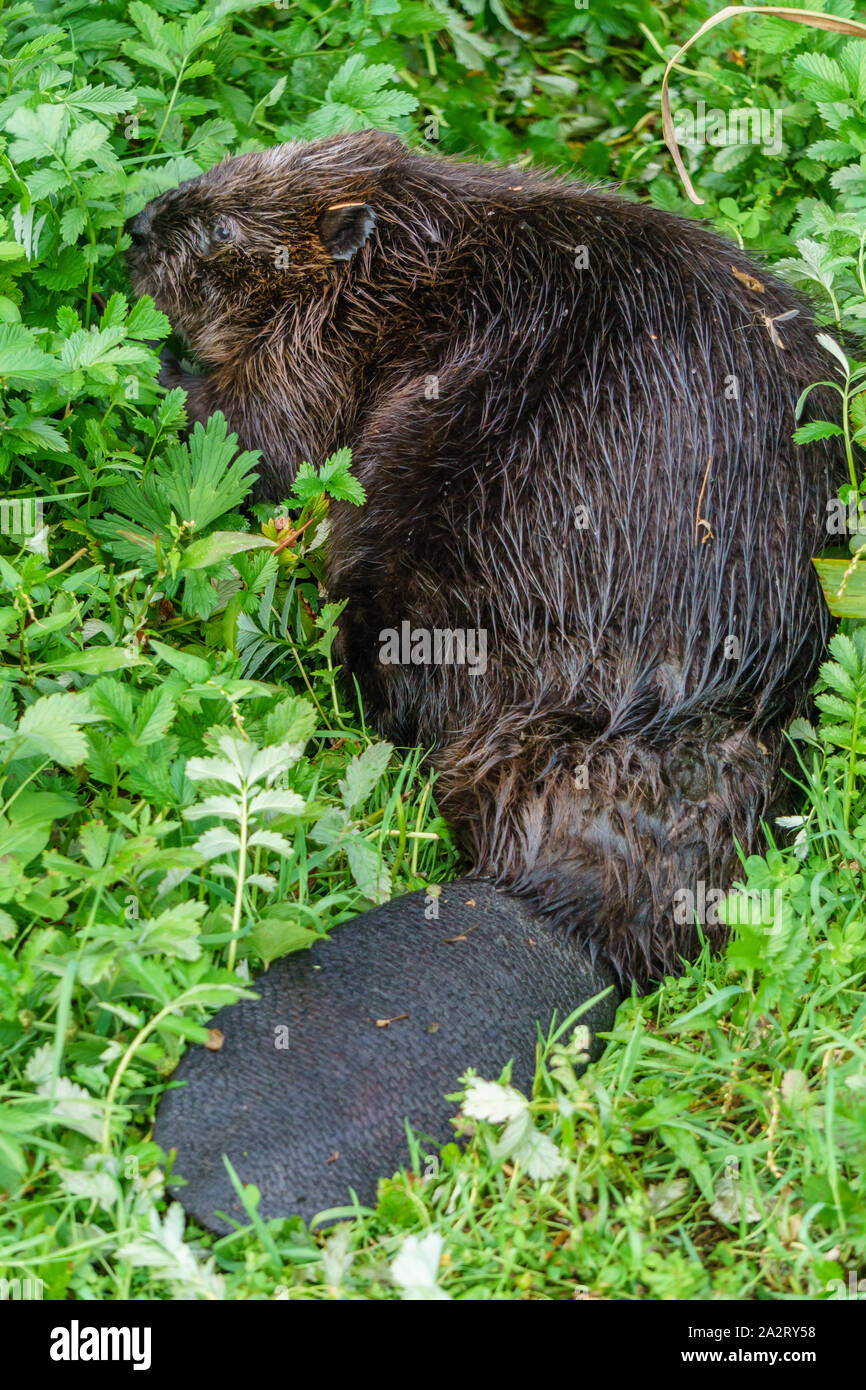 The North American beaver (Castor canadensis) eating grasses Stock