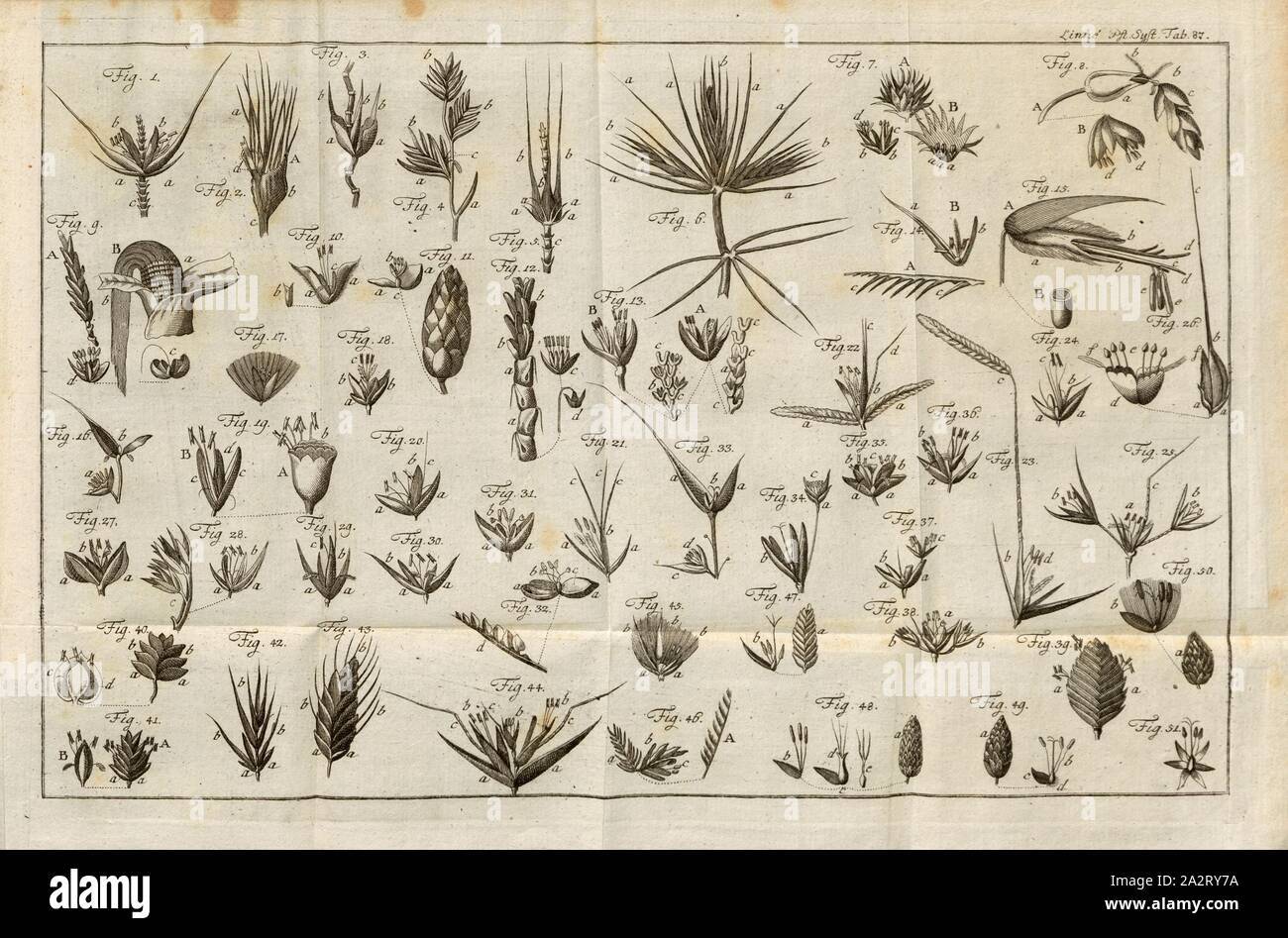 Grasses 1, Fig. 1-51: The essential distinguishing marks of the Linneian grass genera presented figuratively, and described according to the Methodum graminum calycina, pl. 87, p. 853, 1785, Carl von Linné: Des Ritters Carl von Linné [...] vollständiges Pflanzensystem: nach der vierzehnten lateinischen Ausgabe und nach Anleitung des holländischen Houttuynischen Werks übersetzt und mit einer ausführlichen Erklärung ausgefertiget. Nebst einem vollständigen Register und sieben Kupfertafeln. Theil 12. Nürnberg: bey Gabriel Nicolaus Raspe. 1785 Stock Photo