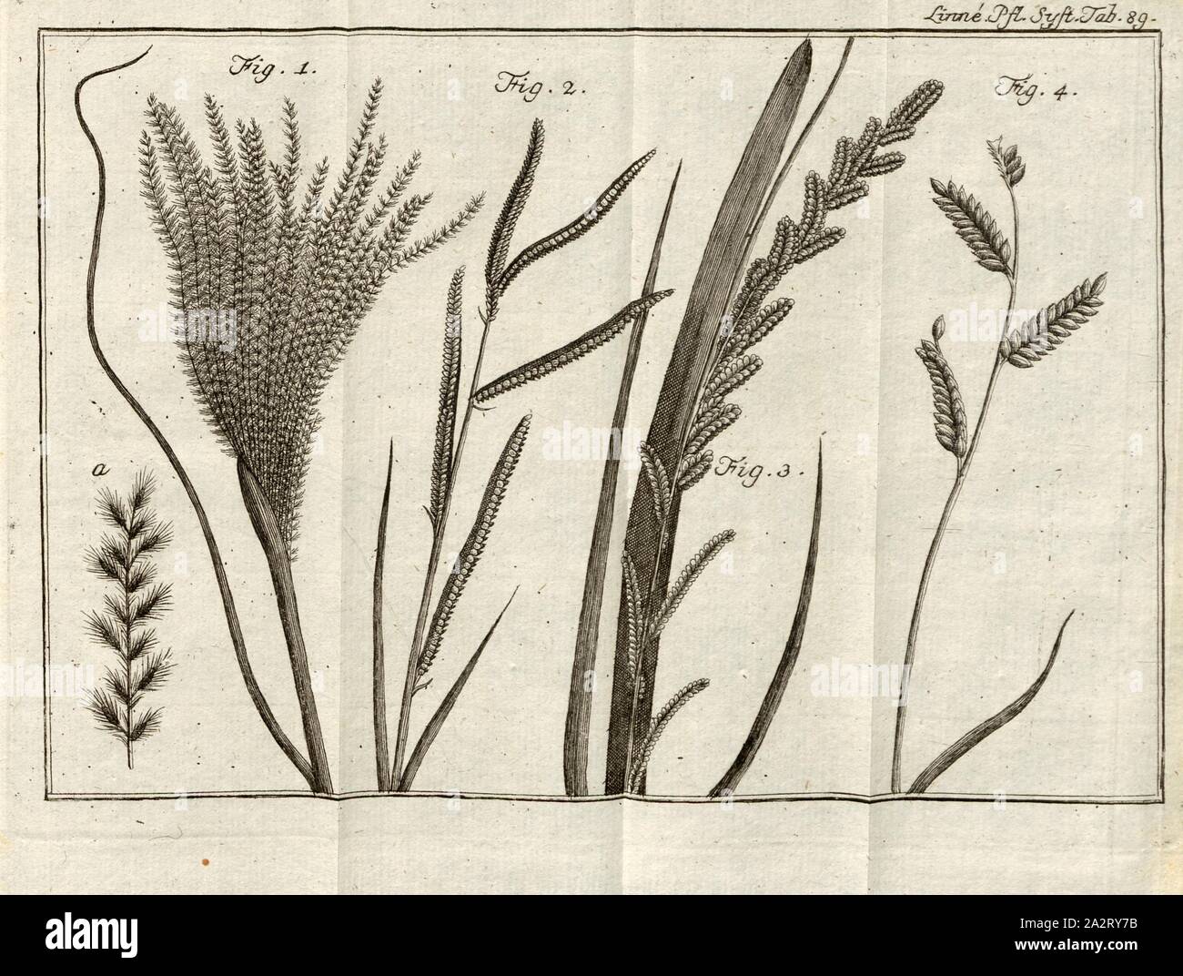 Grasses 3, Fig. 1: A sugarcane collected by Mr. D. Thunberg in Japan, described by Mr. Houttuyn as a separate species of its own, or at least related to Forskähl's Sacharo bifloro, under the name Saccharum iaponicum, Fig. 2: Paspalum dissectum from Java, Fig. 3: Paspalum scrobiculatum from Japan, Fig. 4: Paspalum dstichum, perhaps from Japan, plate 89, p. 855, 1785, Carl von Linné: Des Ritters Carl von Linné [...] vollständiges Pflanzensystem: nach der vierzehnten lateinischen Ausgabe und nach Anleitung des holländischen Houttuynischen Werks übersetzt und mit einer ausführlichen Erklärung Stock Photo