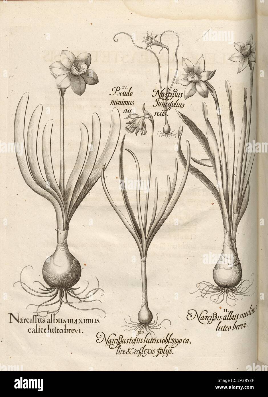 Narcissus ..., Daffodils, Copperplate, p. 140, Besler, Basilius; Jungermann, Ludwig, 1713, Basilius Besler: Hortus Eystettensis (...). Nürnberg, 1713 Stock Photo