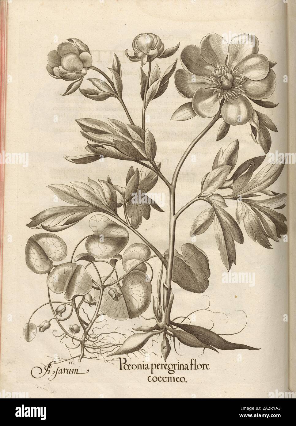 Physarum, Poeonia peregrina coccineo flower, Slime-fungus, copperplate engraving, p. 226, Besler, Basilius; Jungermann, Ludwig, 1713, Basilius Besler: Hortus Eystettensis (...). Nürnberg, 1713 Stock Photo