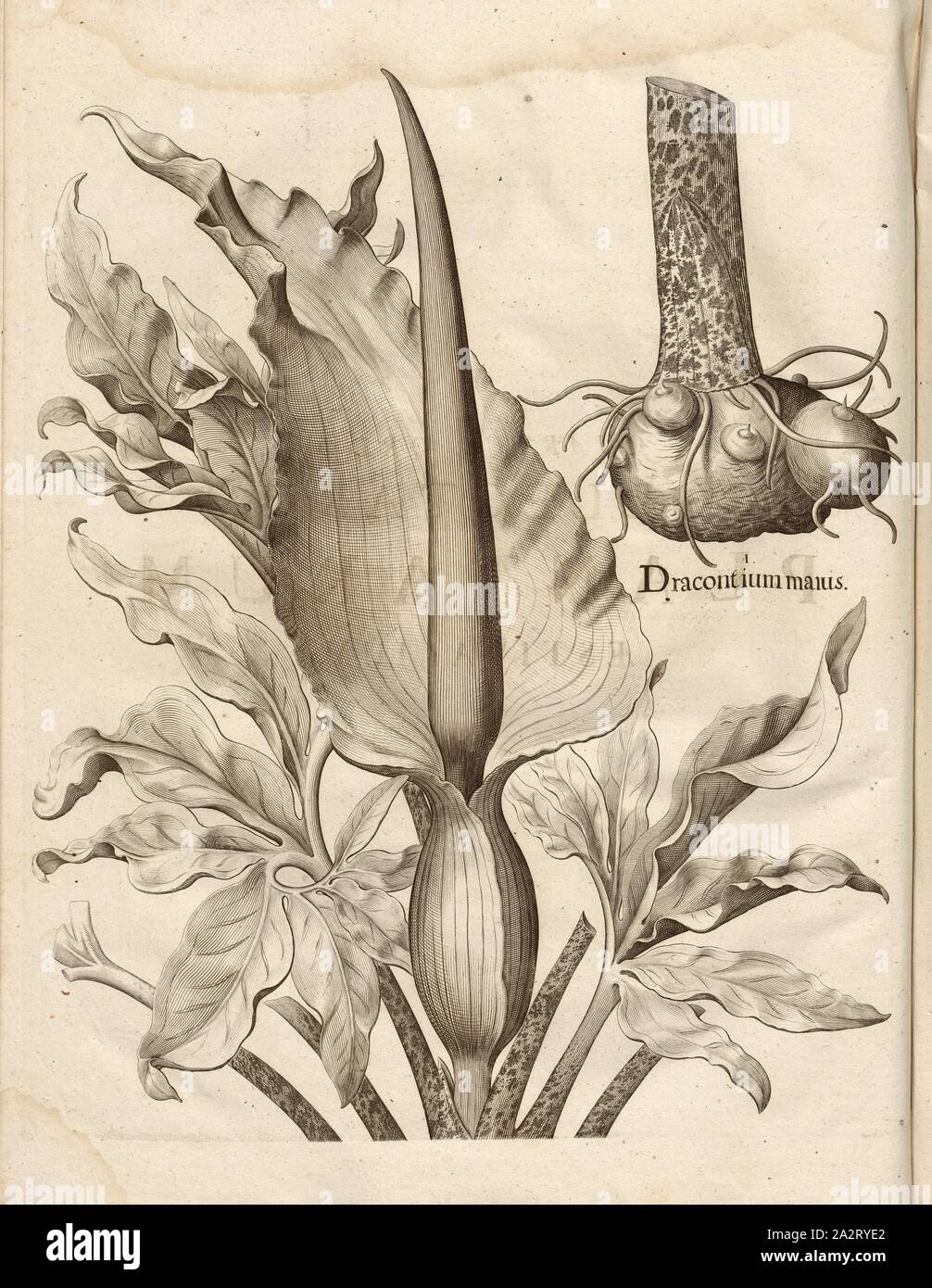 dracontium more, Copper Engraving, Dragonroot, p. 424, Besler, Basilius; Jungermann, Ludwig, 1713, Basilius Besler: Hortus Eystettensis (...). Nürnberg, 1713 Stock Photo