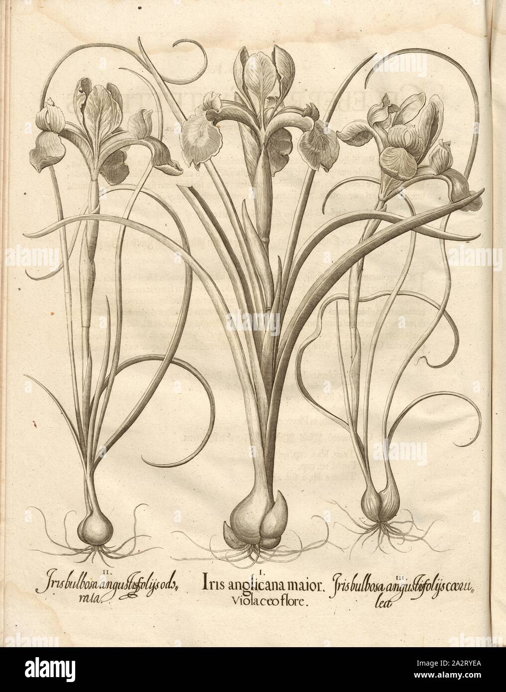 Iris ..., Irises, Copperplate, S. 438, Besler, Basilius; Jungermann, Ludwig, 1713, Basilius Besler: Hortus Eystettensis (...). Nürnberg, 1713 Stock Photo