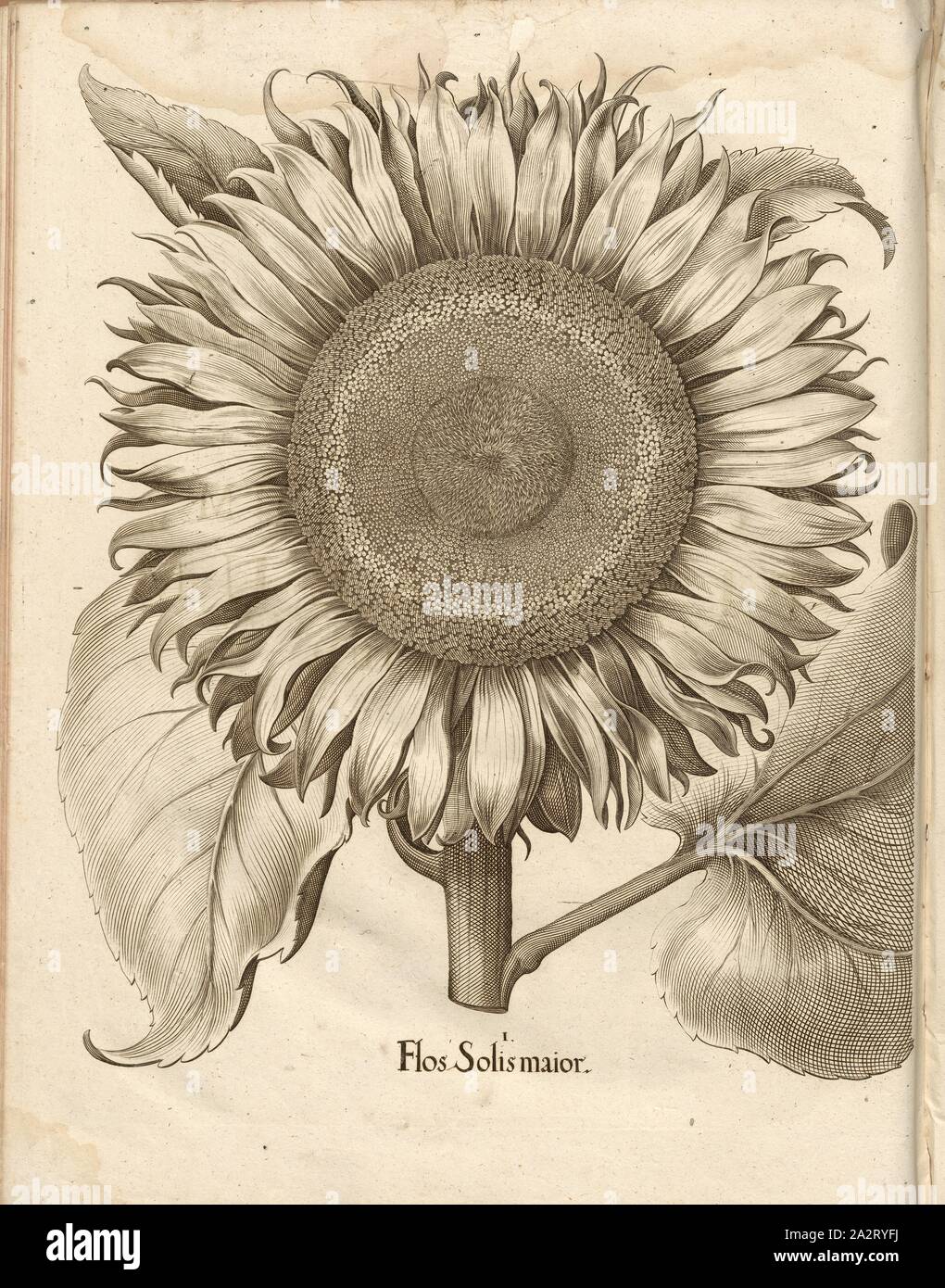 Flos Solis major, Sunflower, Copper Engraving, p. 450, Besler, Basilius; Jungermann, Ludwig, 1713, Basilius Besler: Hortus Eystettensis (...). Nürnberg, 1713 Stock Photo