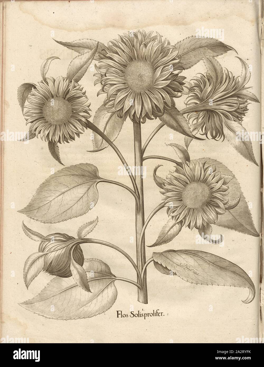 Flos Solis prolifer, Sunflower, Copper Engraving, p. 452, Besler, Basilius; Jungermann, Ludwig, 1713, Basilius Besler: Hortus Eystettensis (...). Nürnberg, 1713 Stock Photo