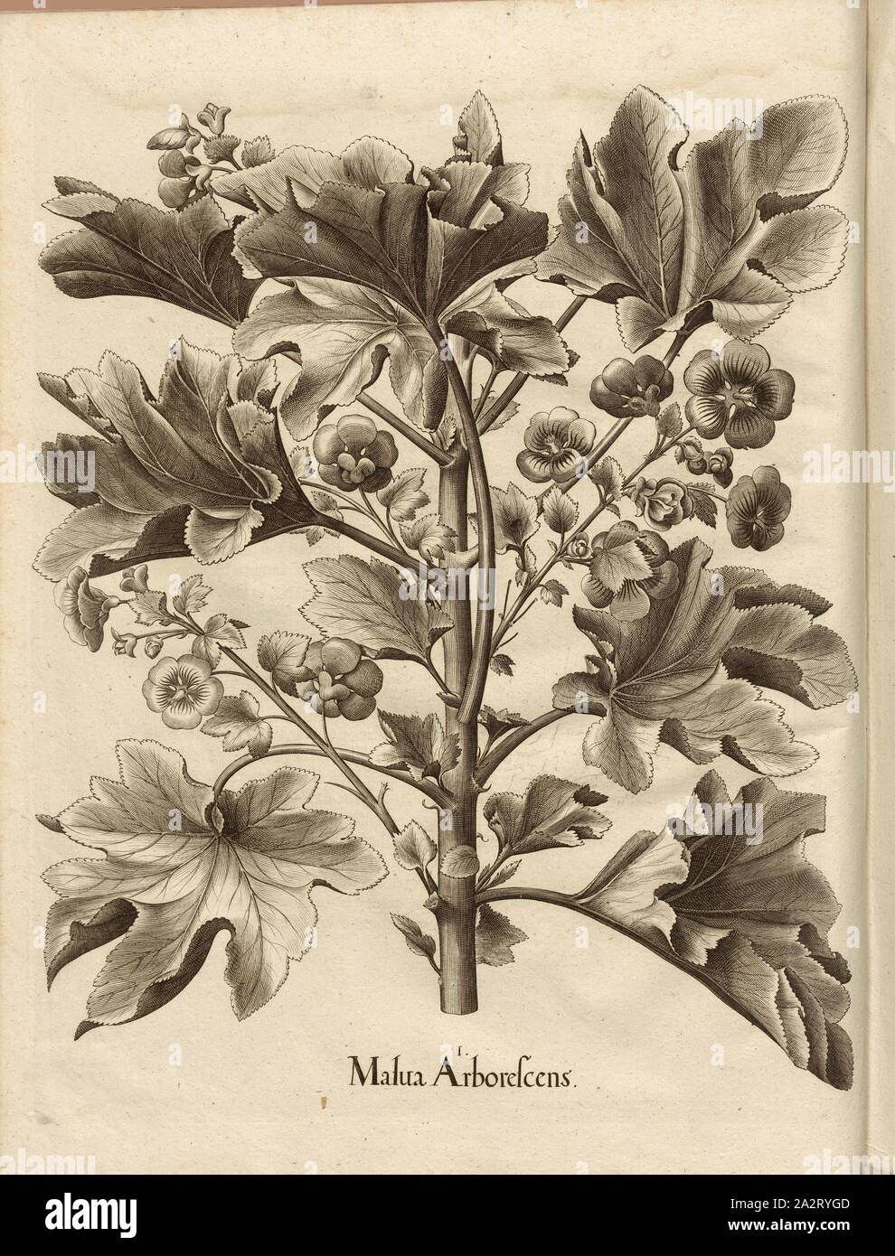 Malua arborescens, Copperplate, p. 486, Besler, Basilius; Jungermann, Ludwig, 1713, Basilius Besler: Hortus Eystettensis (...). Nürnberg, 1713 Stock Photo