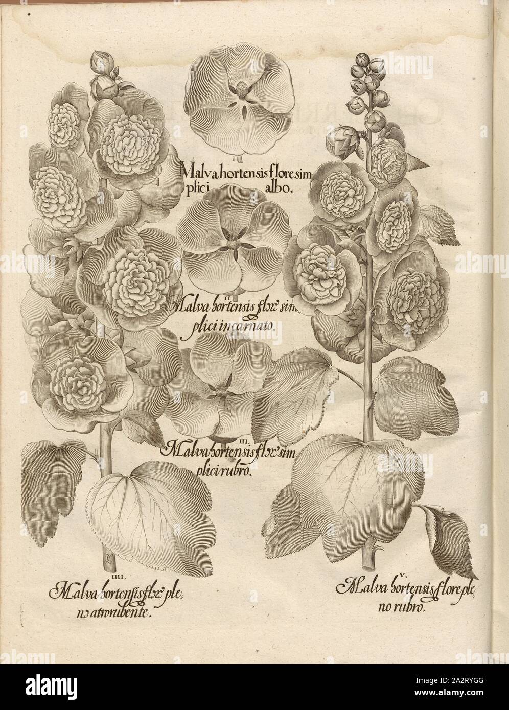 Malva hortensis ..., Copperplate, p. 490, Besler, Basilius; Jungermann, Ludwig, 1713, Basilius Besler: Hortus Eystettensis (...). Nürnberg, 1713 Stock Photo