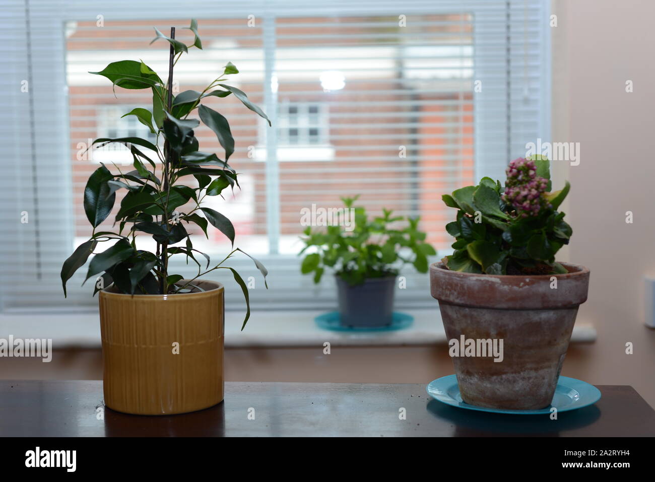 Window sill table for plants deals