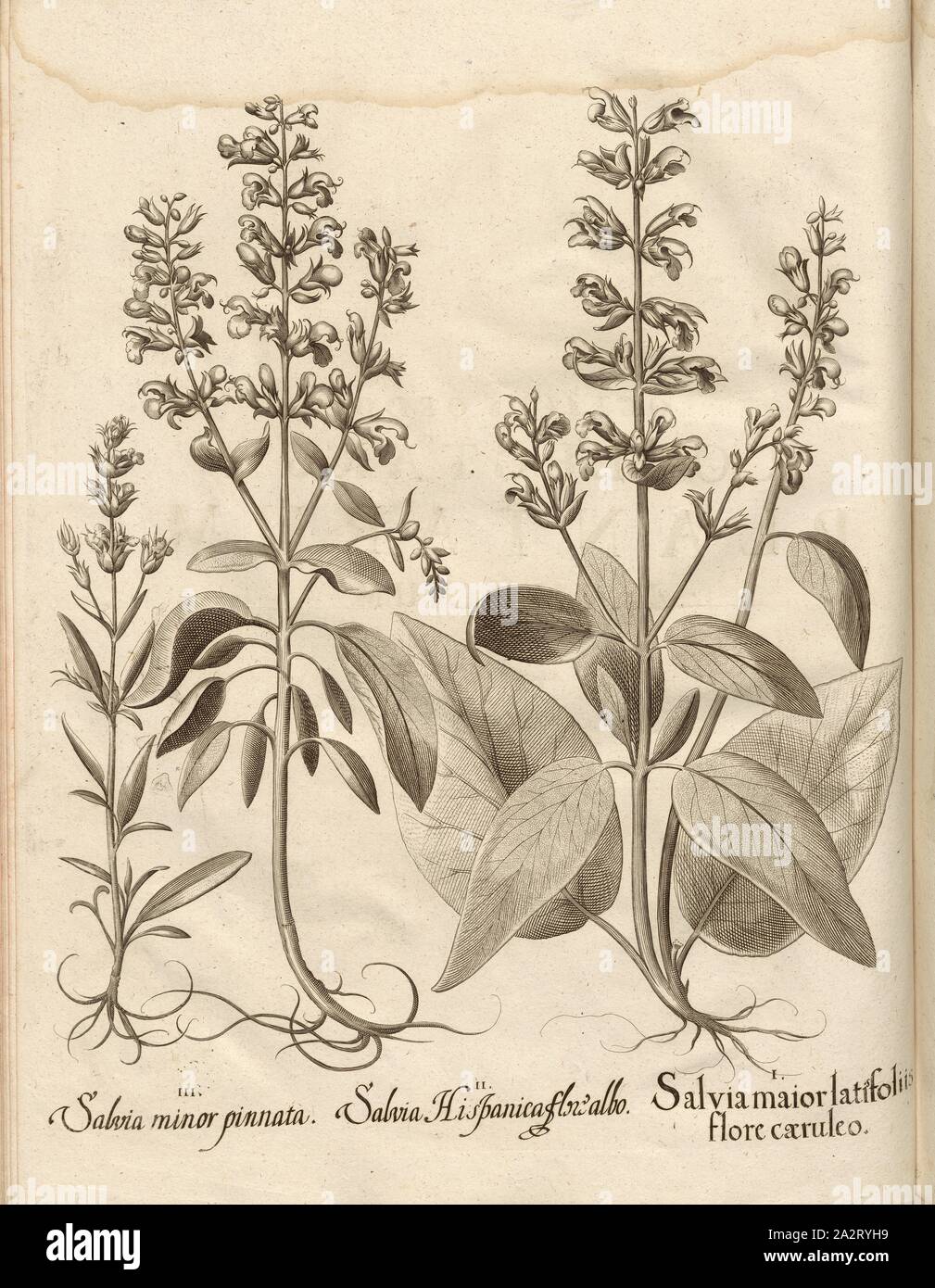 Salvia Hispanica Flower Hi Res Stock Photography And Images Alamy