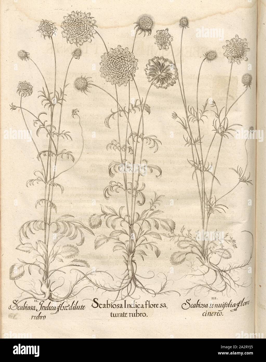 Scabiosa ..., Scabious, Copperplate, p. 568, Besler, Basilius; Jungermann, Ludwig, 1713, Basilius Besler: Hortus Eystettensis (...). Nürnberg, 1713 Stock Photo
