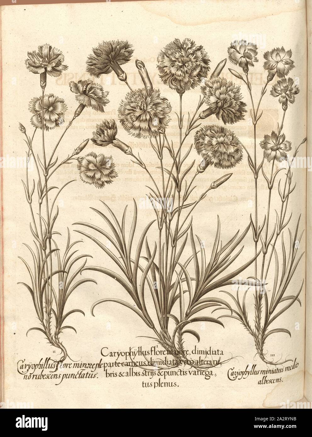 Caryophyllus ..., Carnations, Copperplate, S. 676, Besler, Basilius; Jungermann, Ludwig, 1713, Basilius Besler: Hortus Eystettensis (...). Nürnberg, 1713 Stock Photo