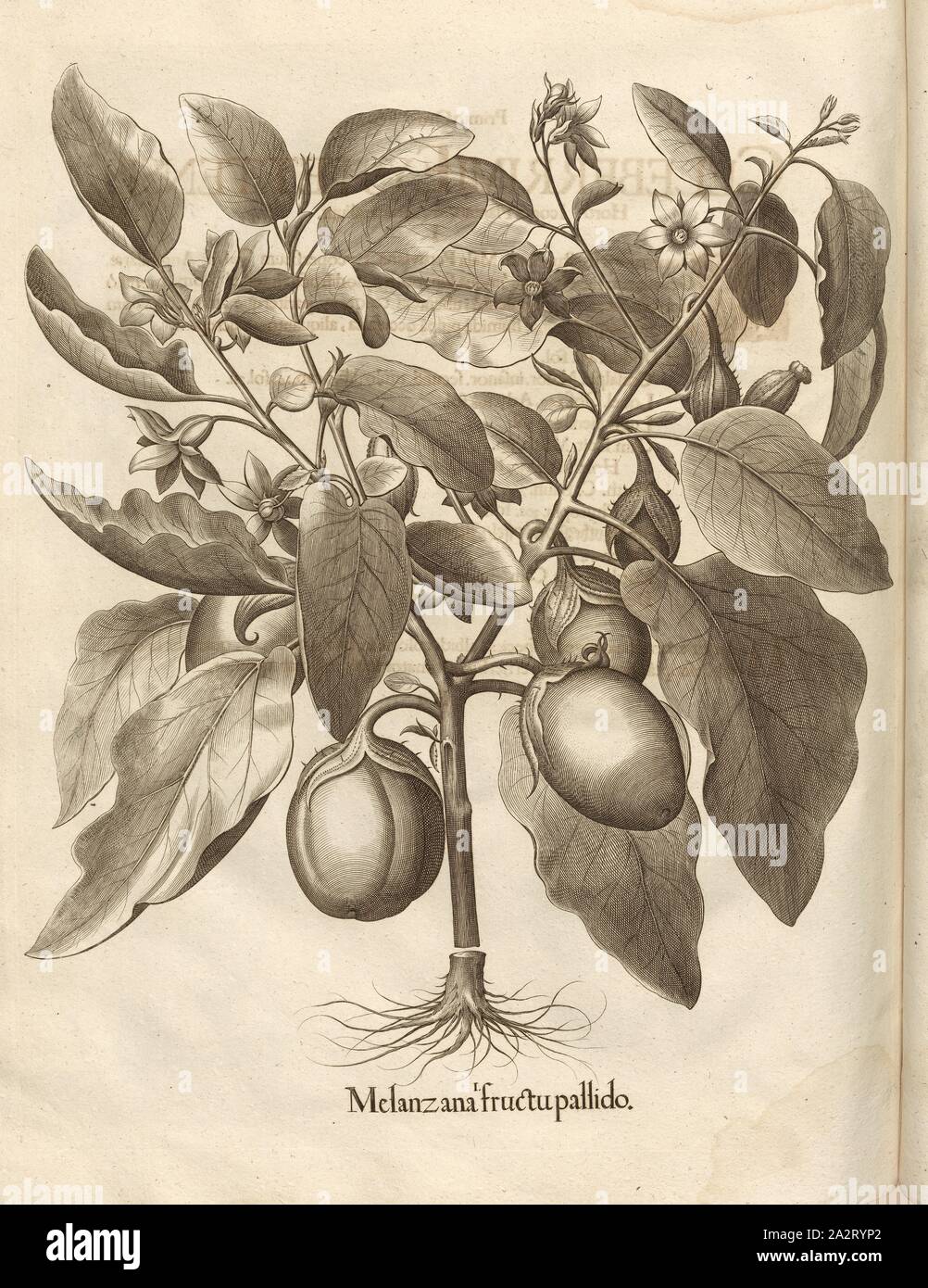 Pale eggplant fructu, Eggplant, Copperplate, S. 720, Besler, Basilius; Jungermann, Ludwig, 1713, Basilius Besler: Hortus Eystettensis (...). Nürnberg, 1713 Stock Photo