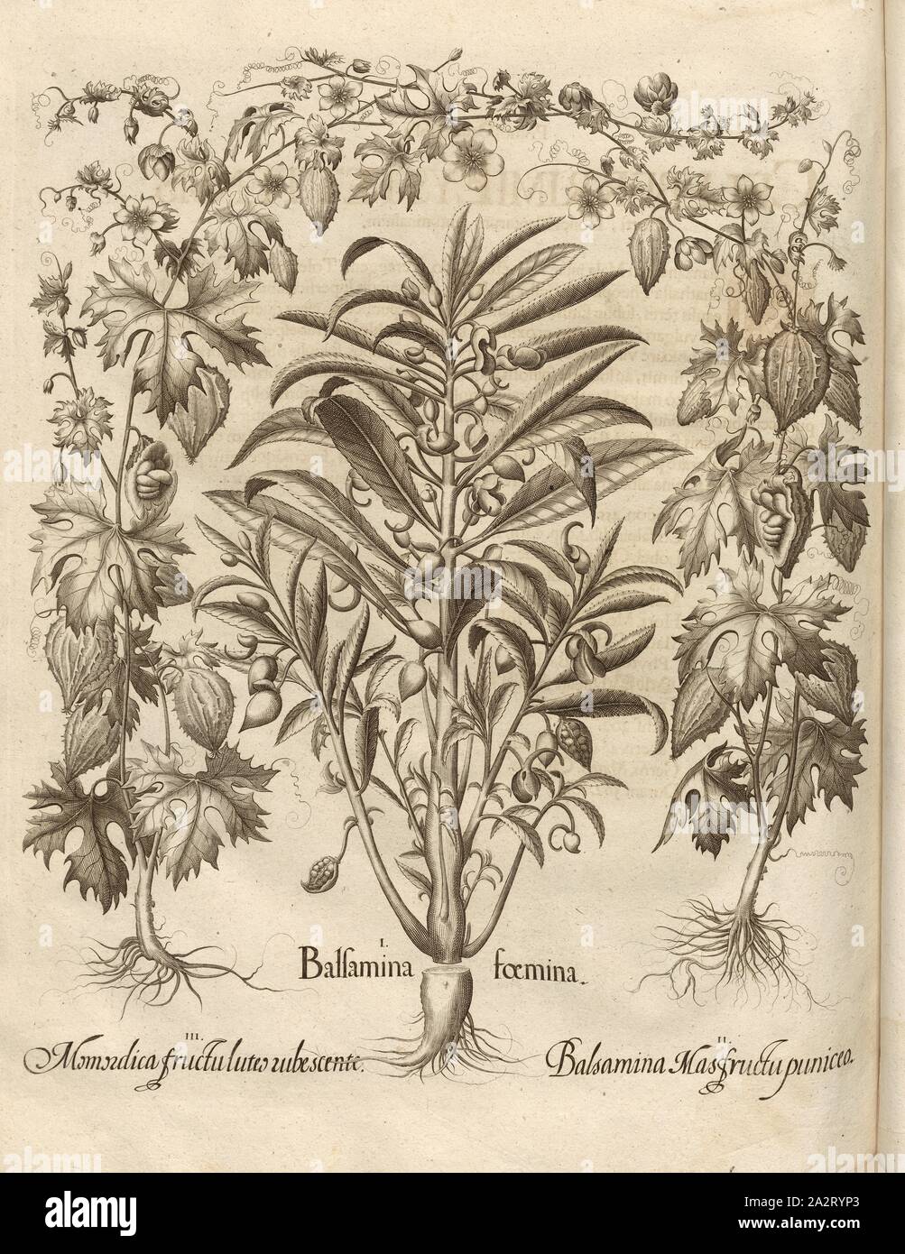 Balfamina woman, Momordica fruit, reddish orange, red fruit male Balsamina, Balsamine, Bitter Melon, Copper Engraving, p. 722, Besler, Basilius; Jungermann, Ludwig, 1713, Basilius Besler: Hortus Eystettensis (...). Nürnberg, 1713 Stock Photo