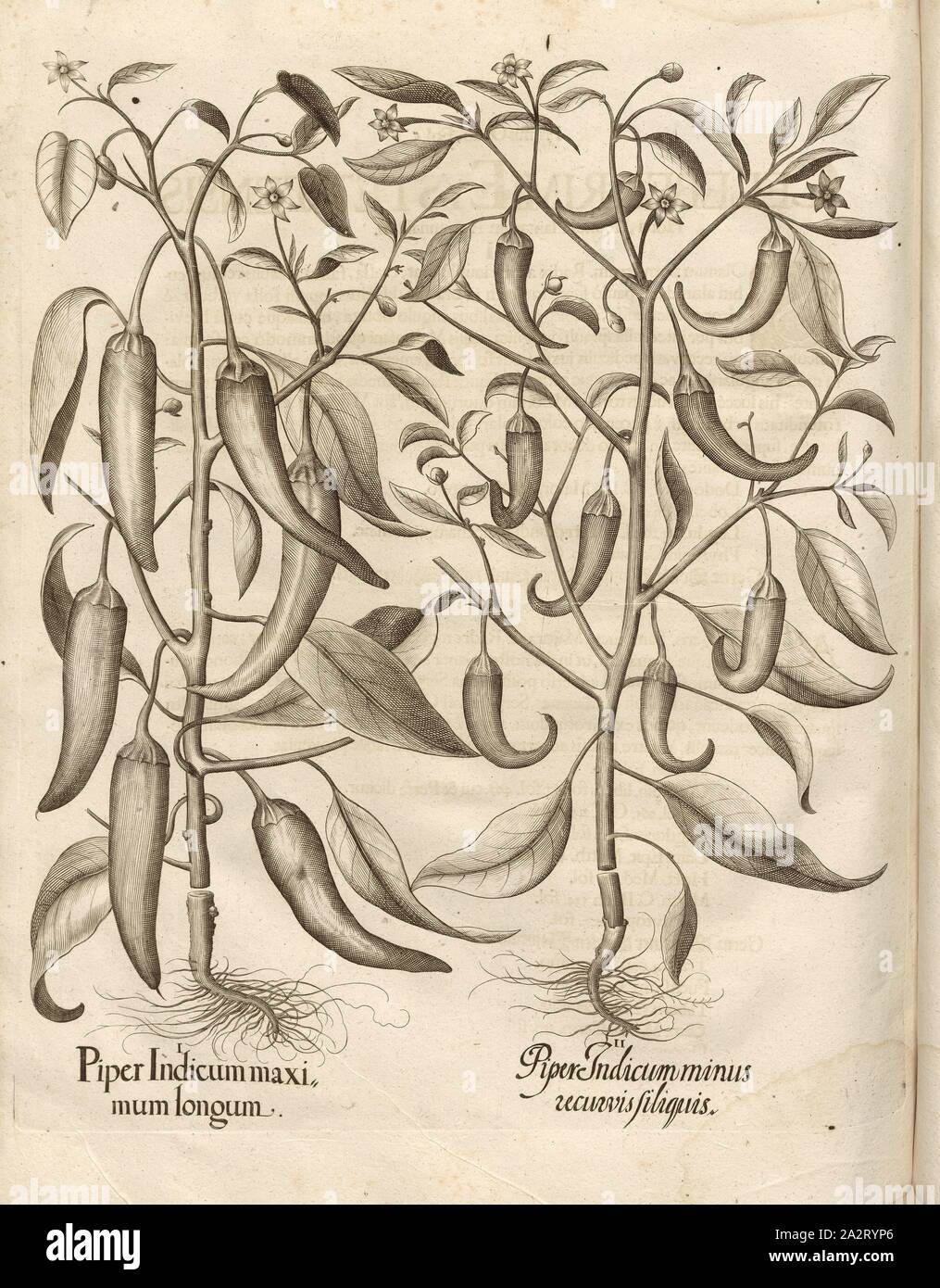 Chiefly by the Indian long pepper, Piper Indicum less recurved filiquis, Pepper, Copper Engraving, p. 726, Besler, Basilius; Jungermann, Ludwig, 1713, Basilius Besler: Hortus Eystettensis (...). Nürnberg, 1713 Stock Photo