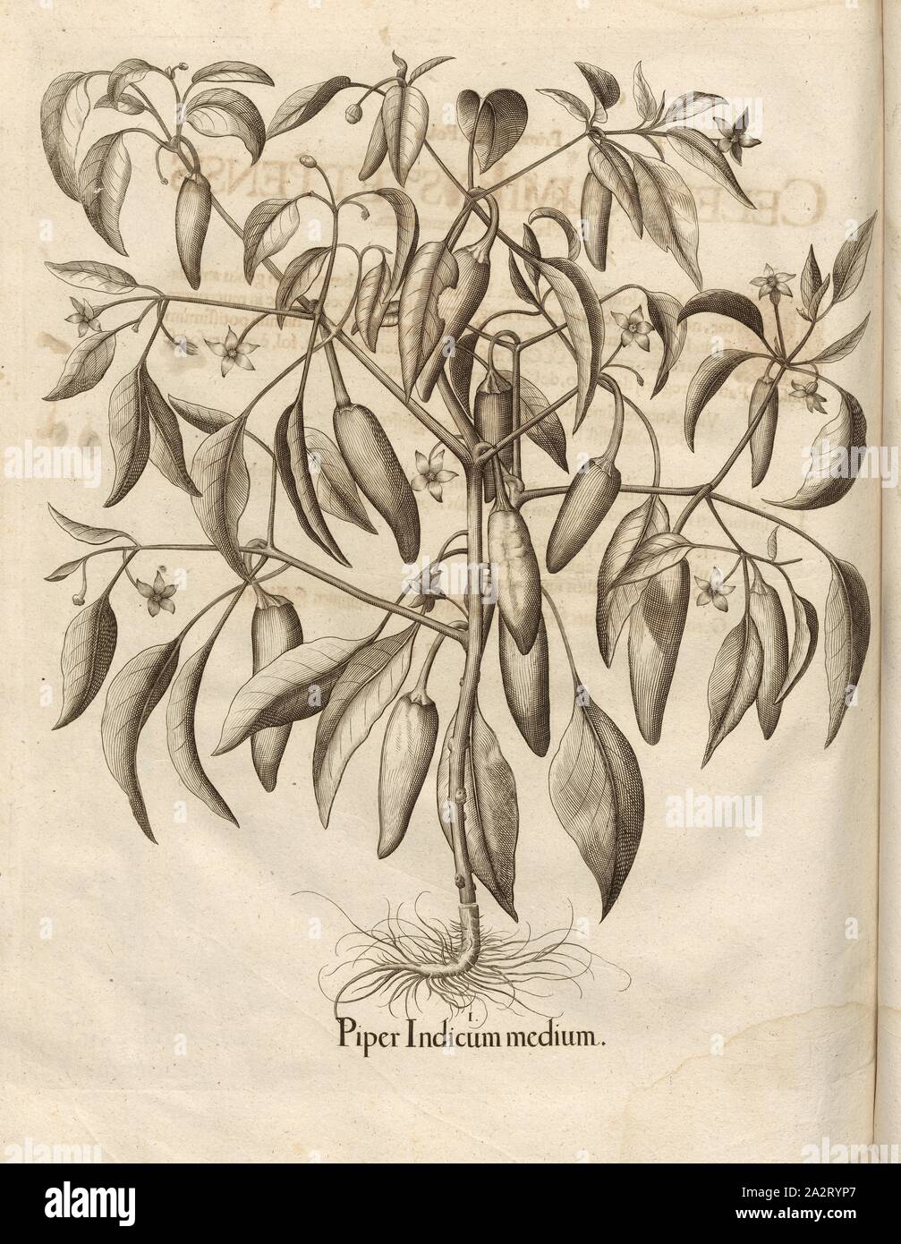 Indian pepper half, Pepper, Copper Engraving, p. 728, Besler, Basilius; Jungermann, Ludwig, 1713, Basilius Besler: Hortus Eystettensis (...). Nürnberg, 1713 Stock Photo