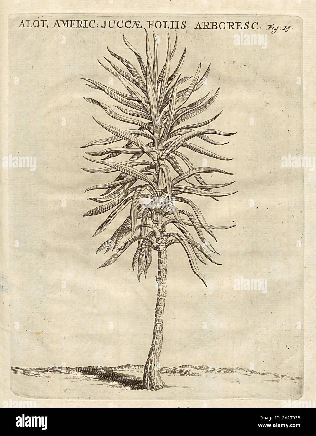 American juccae leaves hi-res stock photography and images - Alamy