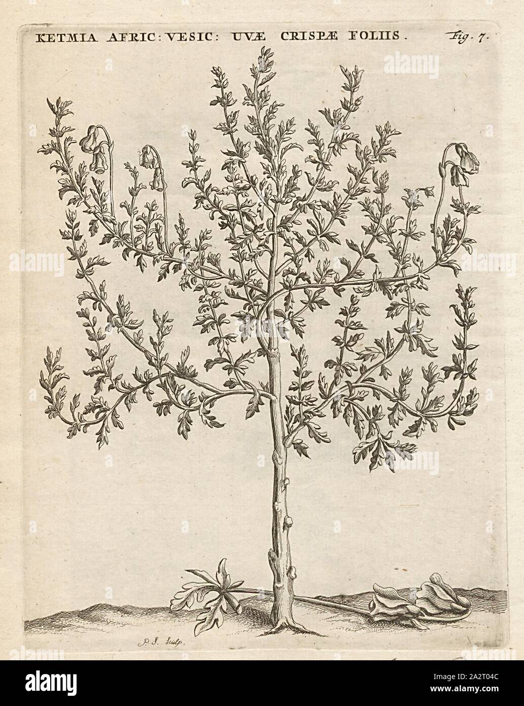 Ketmia African- vesicaria of grapes, leaves, flowers of sulfur spiral, Hermannia grossularifolia L, signed: P. S. (sculp.), Fig. 7, after p. 6, p. 28, Sluyter, P. (sc.), 1706, Caspari Commelin ... Horti Medici ... plantae rariores et exoticae. Lugduni Batavorum: apud Federicum Haringh, 1706 Stock Photo