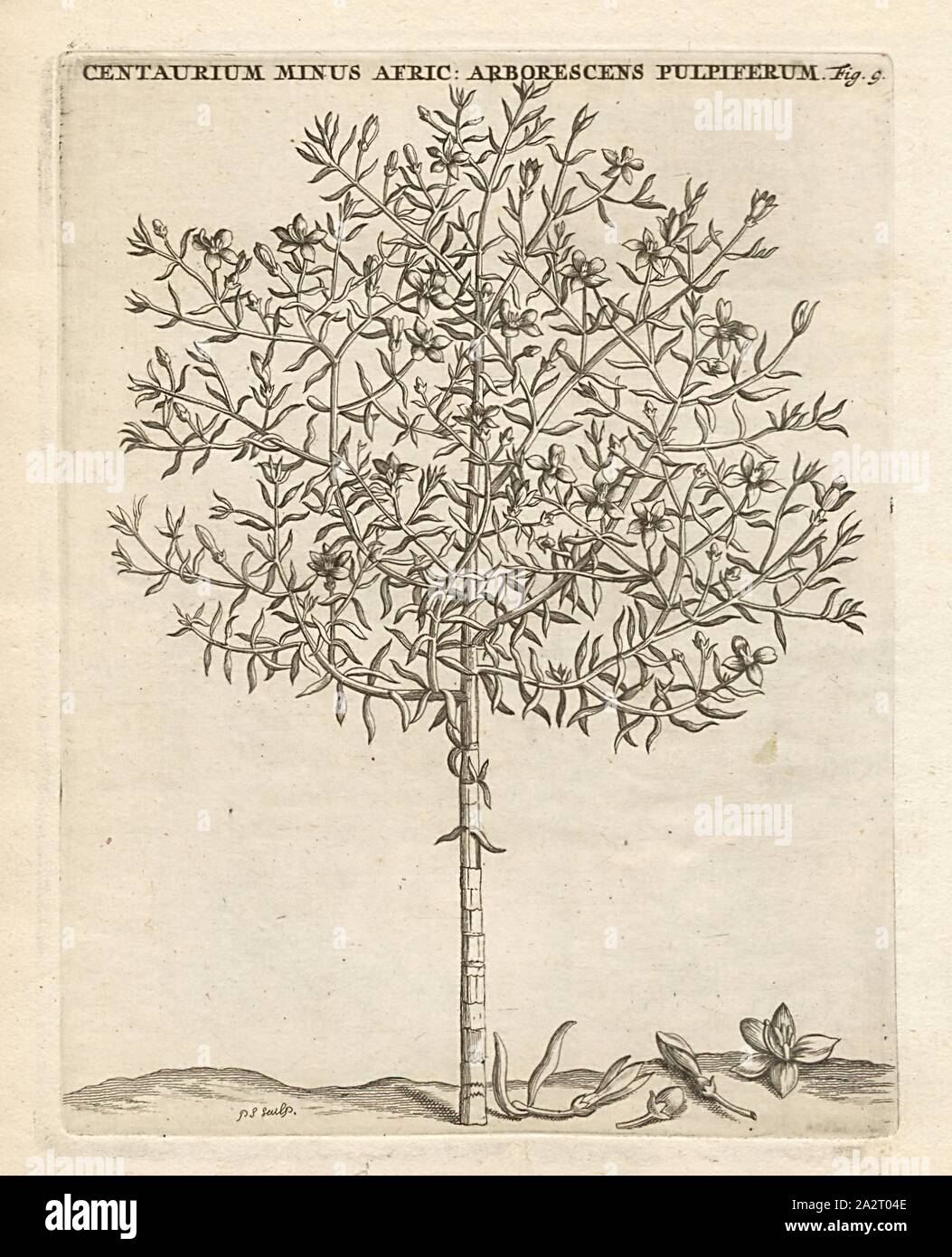 Centaurium minus the African arborescens pulpiferum, Chironia baccifera L, signed: P.S. (sculp.), Fig. 9, after p. 8, p. 34, Sluyter, P. (sc.), 1706, Caspari Commelin ... Horti Medici ... plantae rariores et exoticae. Lugduni Batavorum: apud Federicum Haringh, 1706 Stock Photo
