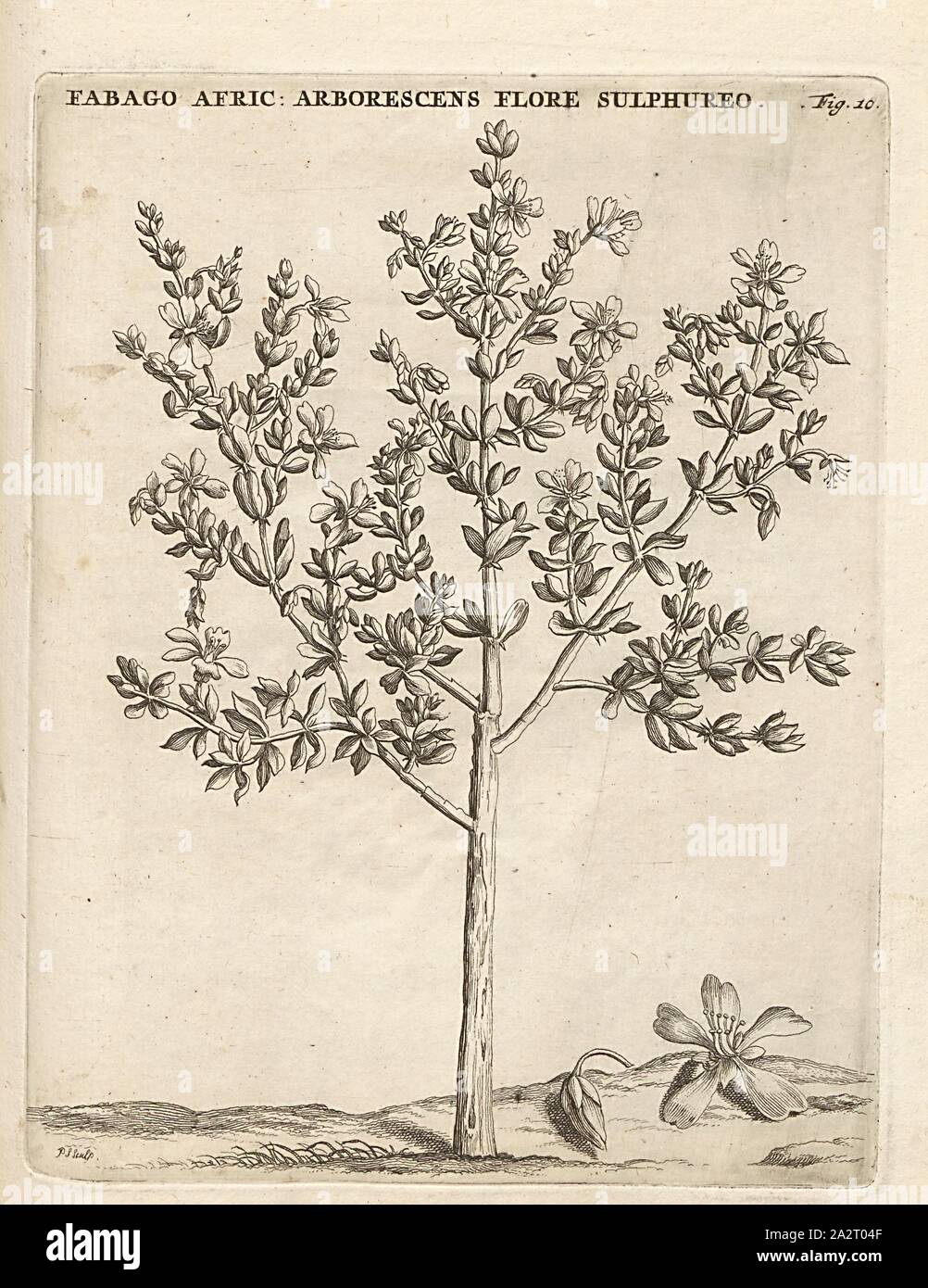 Fabago African- sulfur arborescens flower, fruit, round, Zygophyllum sessilifolium L, signed: P.S. (sculp.), Fig. 10, after p. 10, p. 37, Sluyter, P. (sc.), 1706, Caspari Commelin ... Horti Medici ... plantae rariores et exoticae. Lugduni Batavorum: apud Federicum Haringh, 1706 Stock Photo