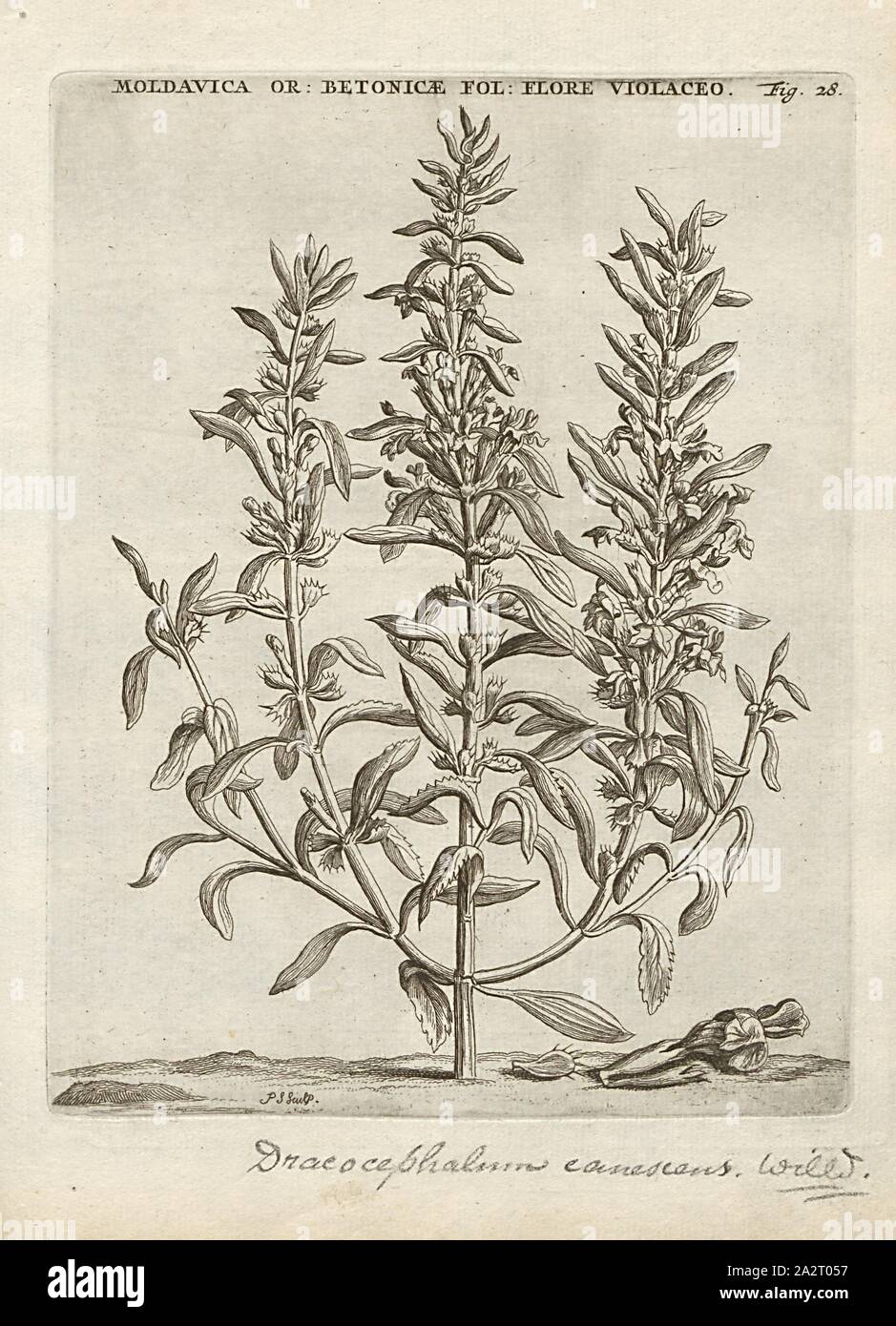 Moldavica Orientalis Betonicae folio, purpura magno purplish, Lallemantia canescens L, signed: P.S. (sculp.), Fig. 28, p. 28, p. 91, Sluyter, P. (sc.), 1706, Caspari Commelin ... Horti Medici ... plantae rariores et exoticae. Lugduni Batavorum: apud Federicum Haringh, 1706 Stock Photo