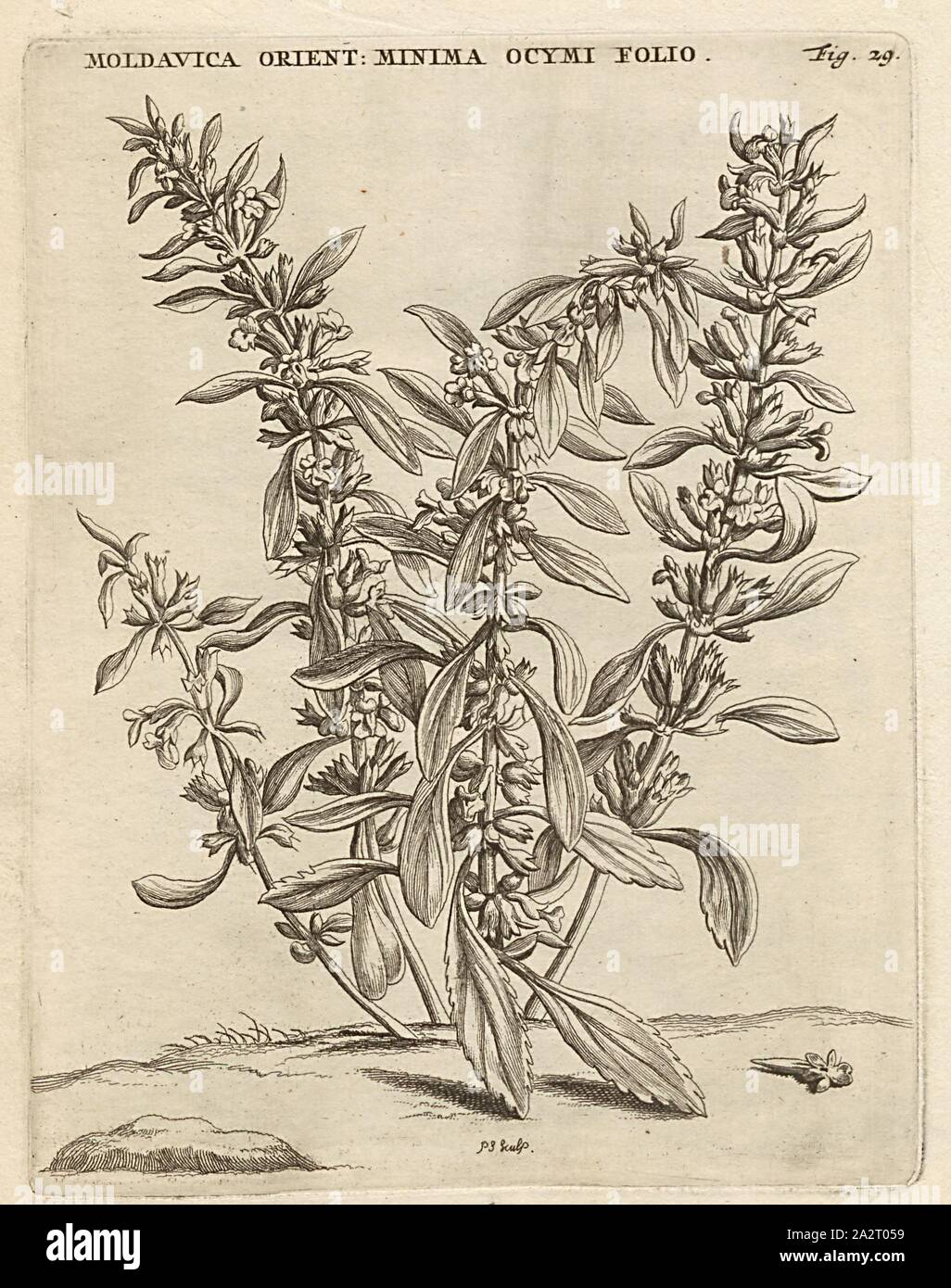 Moldavica Orientalis minima ocymi folio, purple flower, Dracocephalum thymiflorum L, signed: P.S. (sculp.), Fig. 29, p. 28, p. 94, Sluyter, P. (sc.), 1706, Caspari Commelin ... Horti Medici ... plantae rariores et exoticae. Lugduni Batavorum: apud Federicum Haringh, 1706 Stock Photo