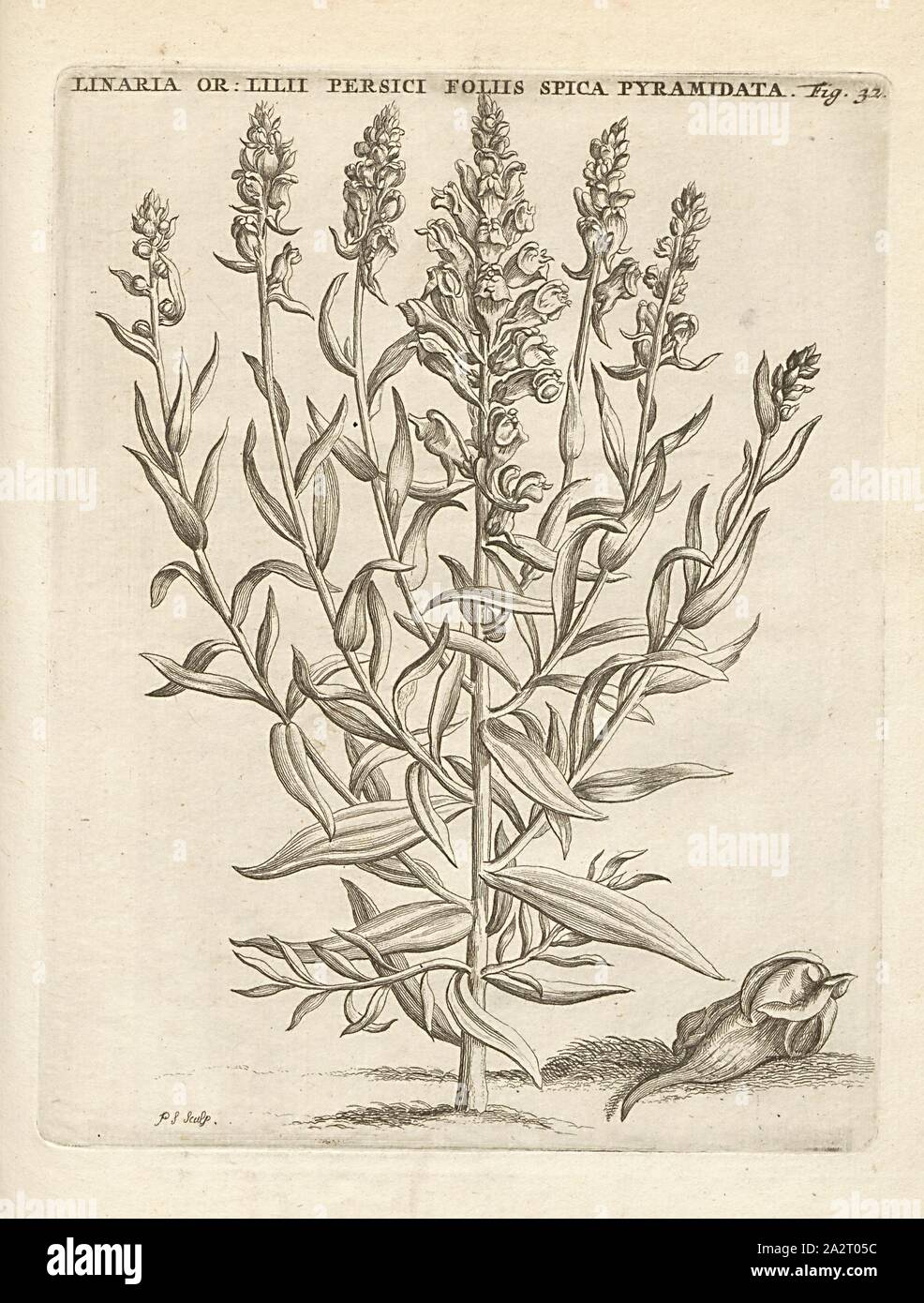 I.inaria Eastern shaped peach leaves, flowers and thick spike, Linaria genistifolia (L.) Miller ssp., confertiflora (Boissier) P.H.Davis, signed: P.S. (sculp.), Fig. 32, p. 32, p. 103, Sluyter, P. (sc.), 1706, Caspari Commelin ... Horti Medici ... plantae rariores et exoticae. Lugduni Batavorum: apud Federicum Haringh, 1706 Stock Photo